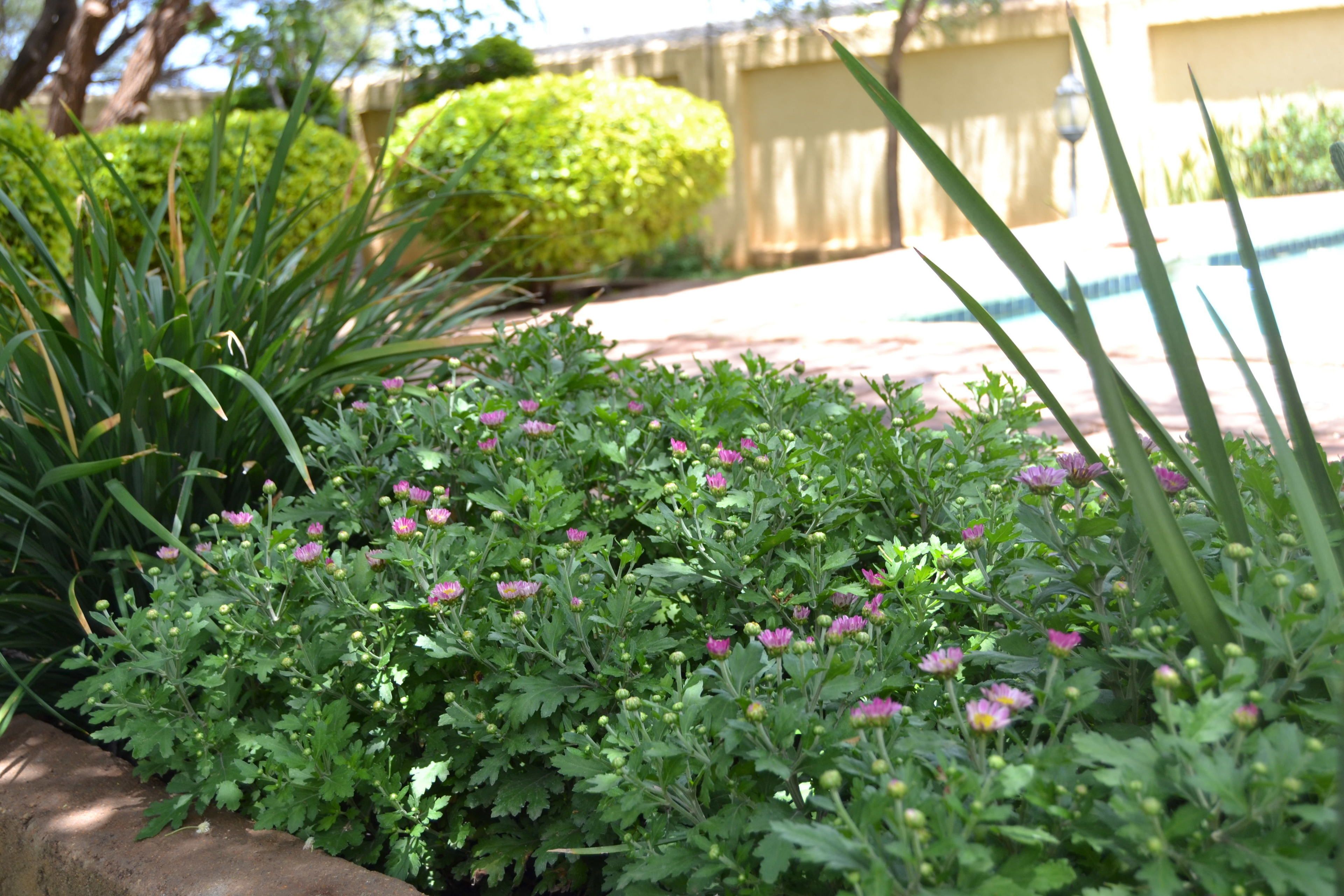 A garden with various plants and flowers, a stone pathway, and a hedge in the background.