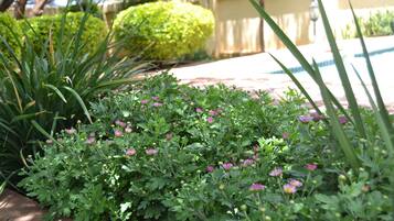 A garden with various plants and flowers, a stone pathway, and a hedge in the background.