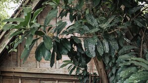 A rustic wooden house with a porch, surrounded by dense foliage. - BALQUISSE Heritage Hotel (Jimbaran)