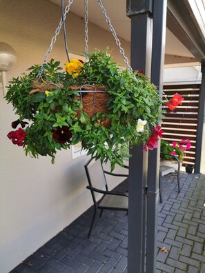 A hanging planter with various green plants and flowers, suspended from a metal chain. - Capri on Fenton (Rotorua)
