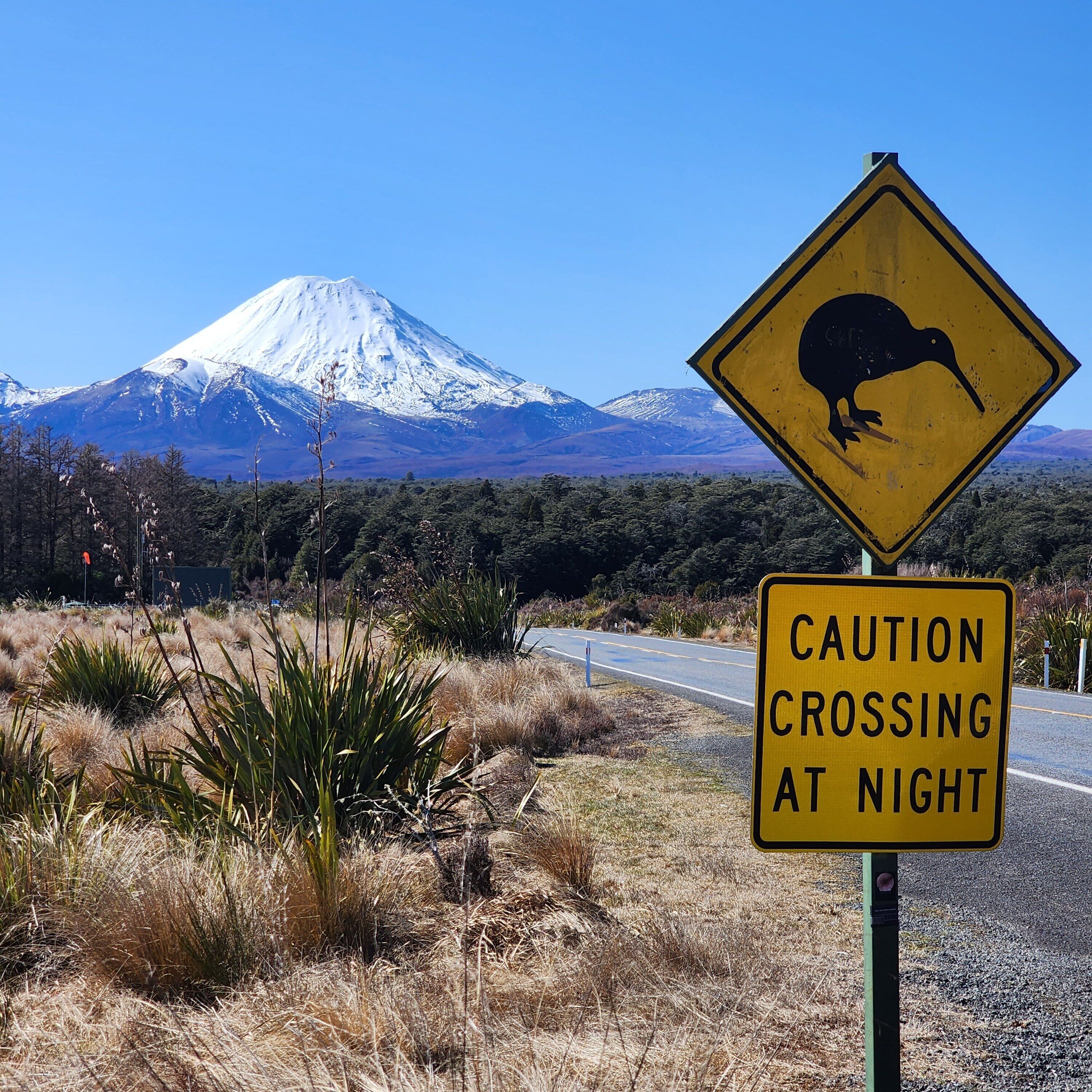 A road sign with a kiwi silhouette and a caution sign for crossing at night, with a mountain in the background.