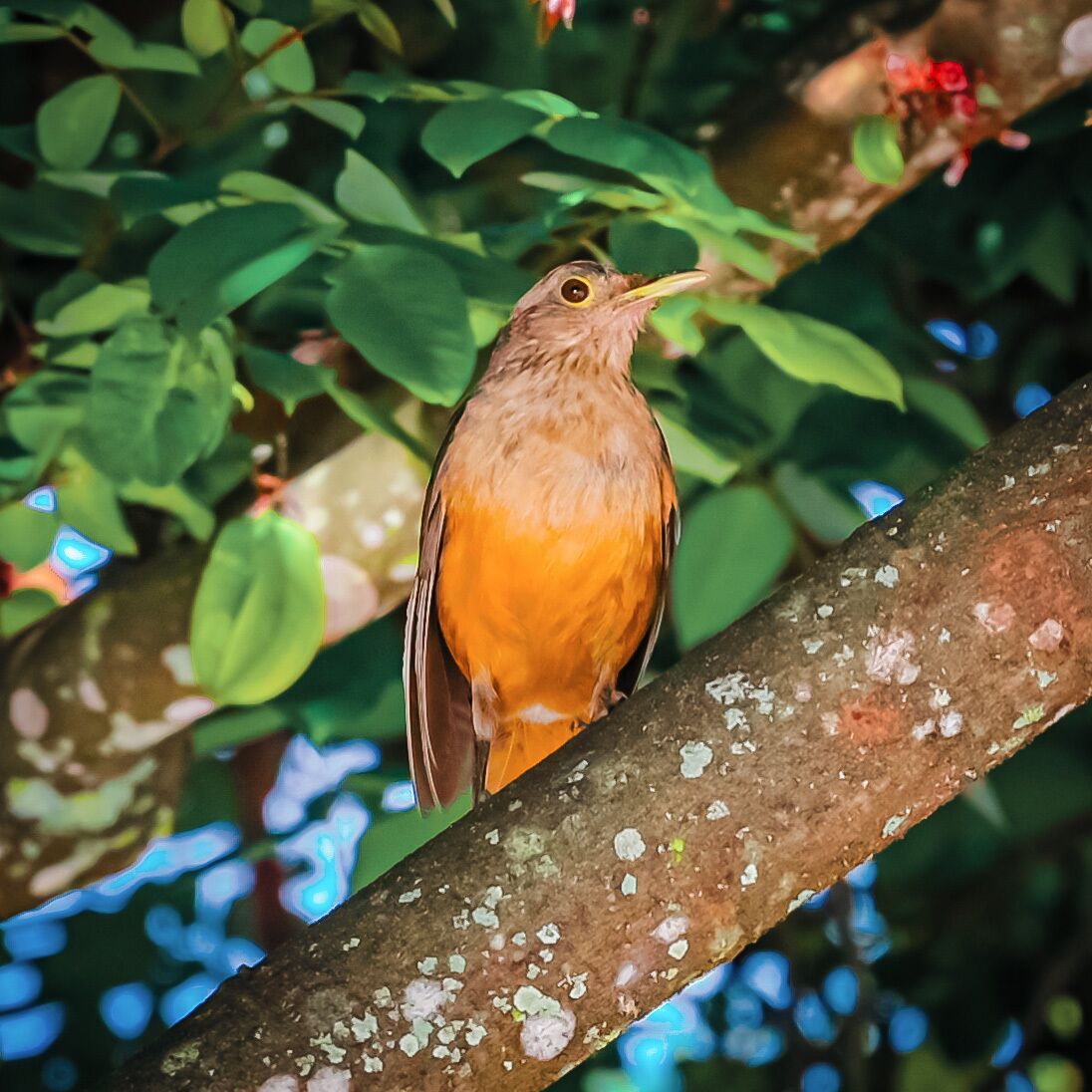 Photo - Ayla Praia Hotel Centro Porto Segur