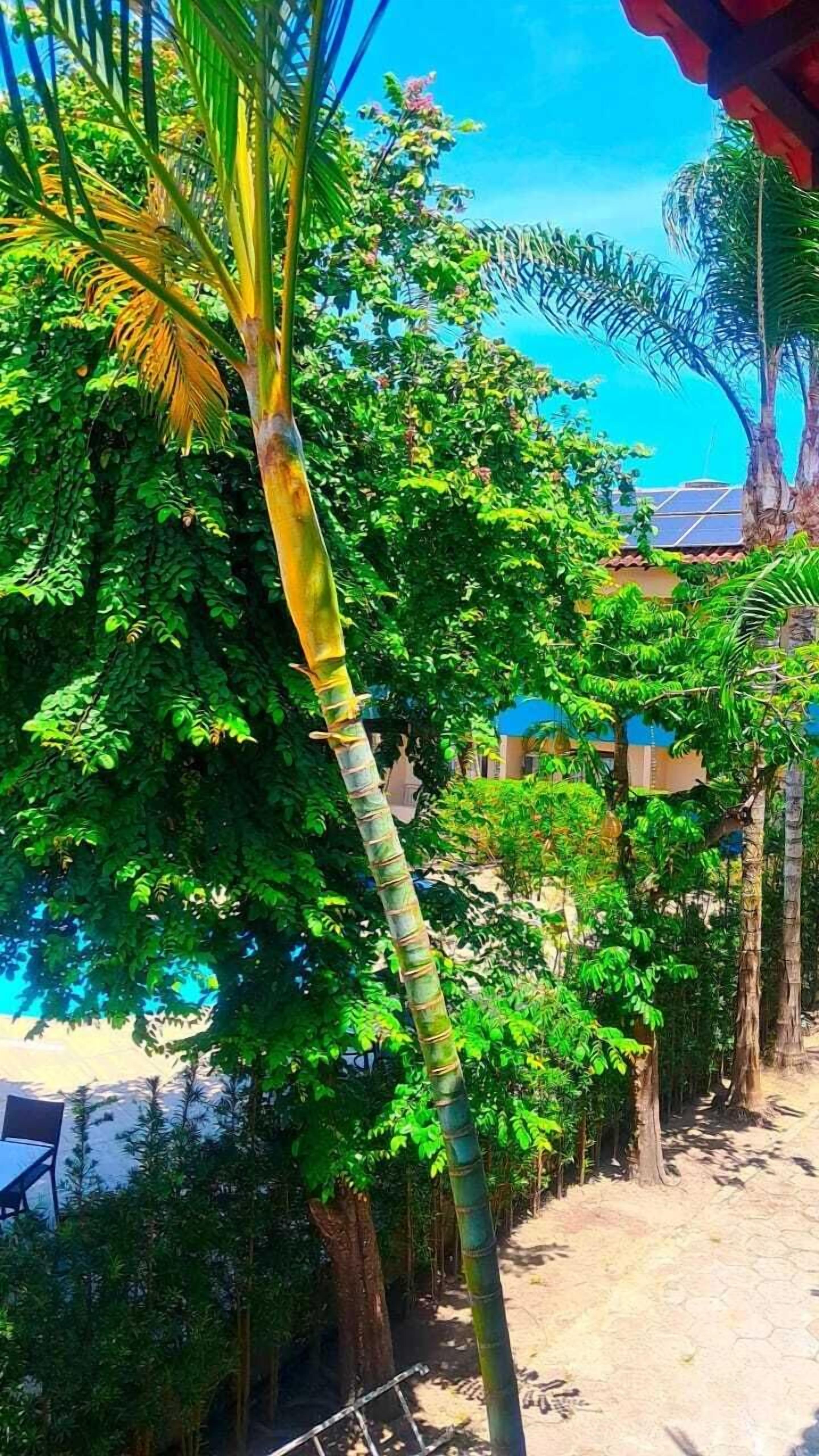 Photo - Ayla Praia Hotel Centro Porto Segur