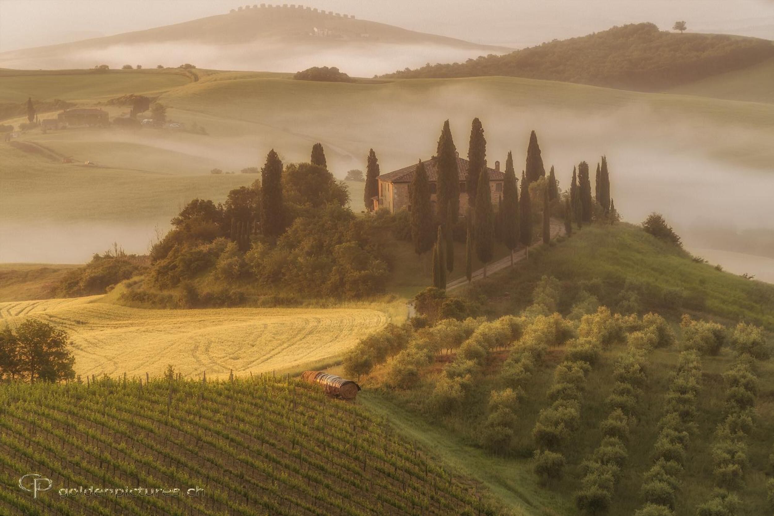A vineyard with rows of grapevines and a building surrounded by trees on a hill.