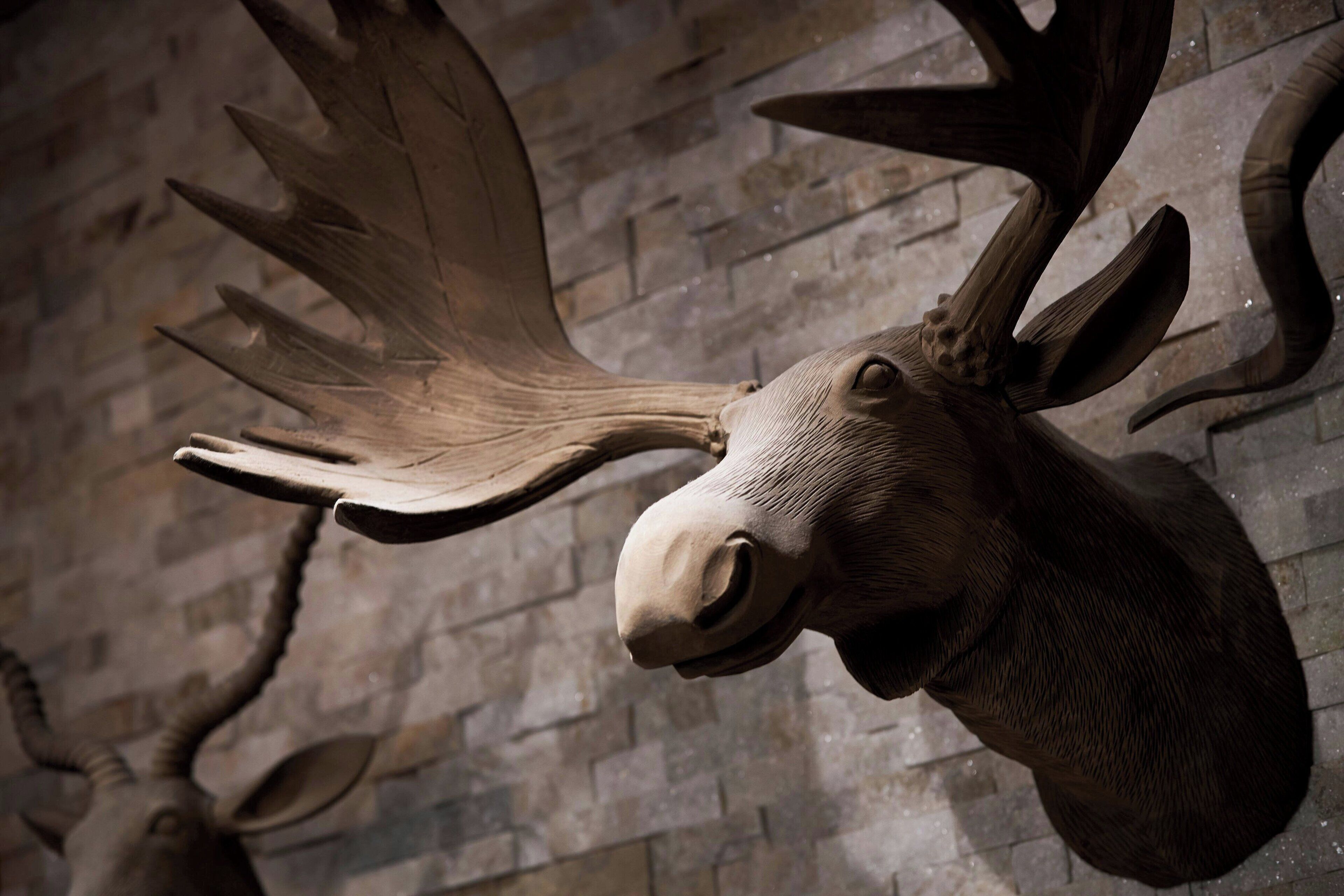 A mounted moose head with antlers against a stone wall.