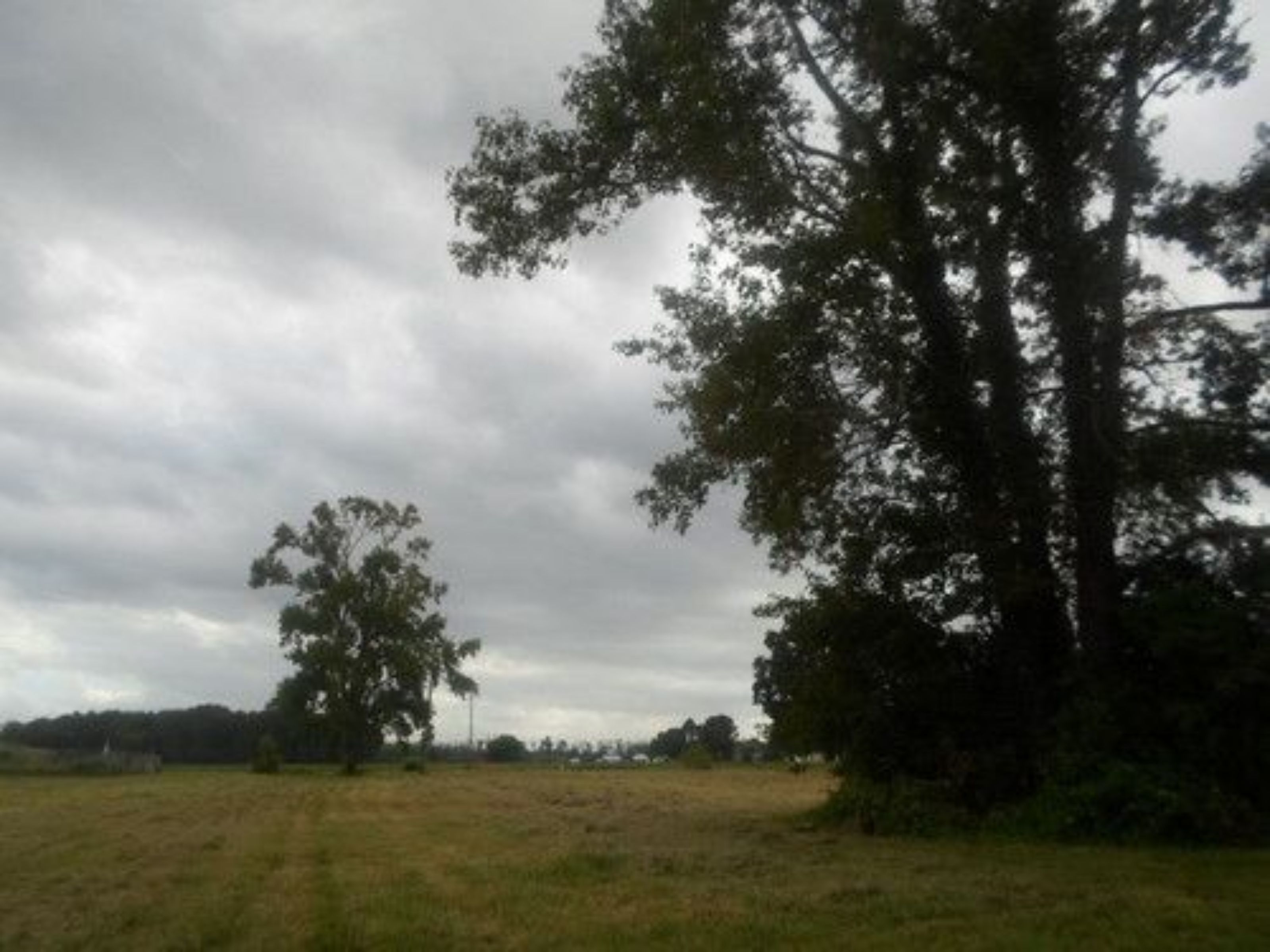 Um campo gramado com árvores e um céu nublado.