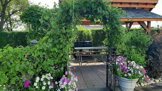 Un patio exterior con una pérgola cubierta de follaje, una parrilla y flores en macetas.