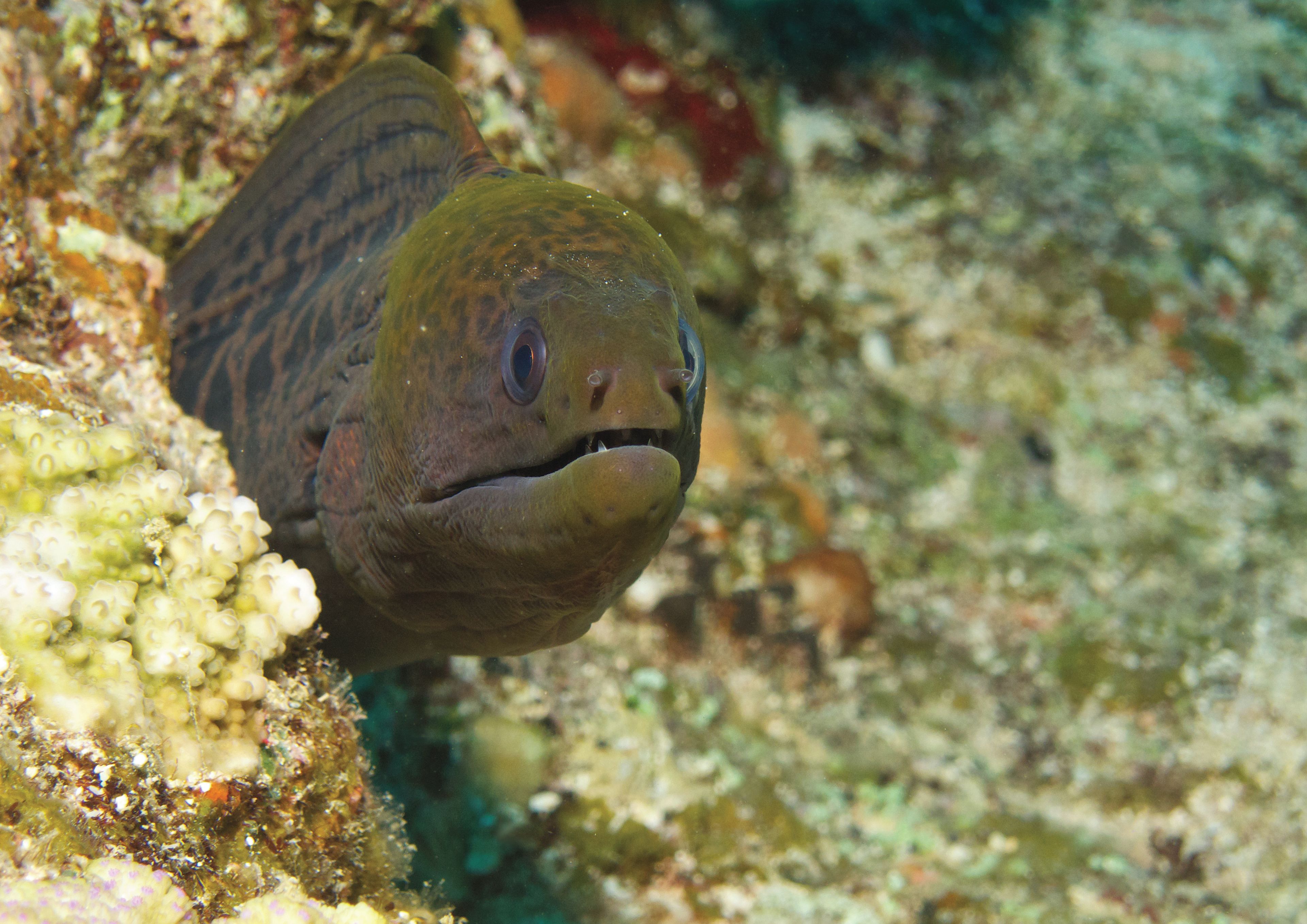 A fish with a prominent eye and mouth, surrounded by a rocky underwater environment.