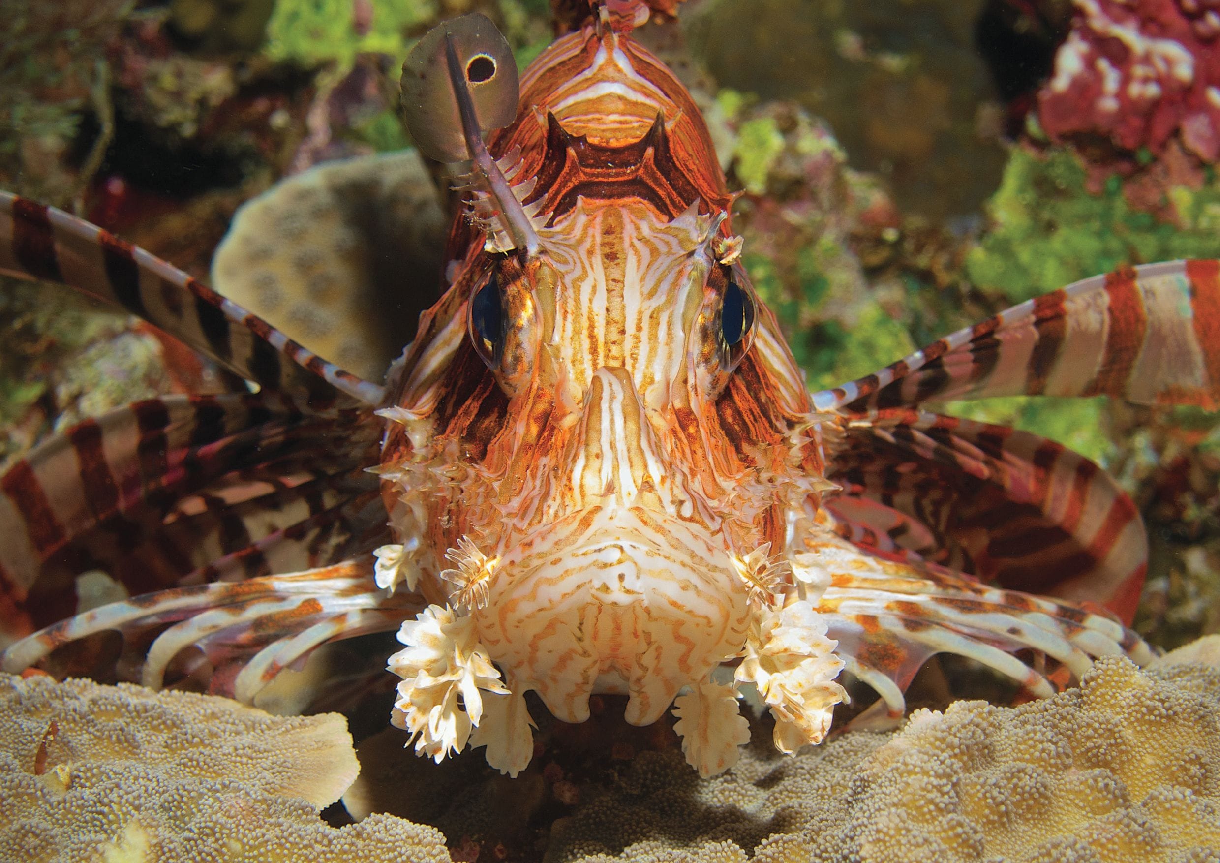A lionfish with distinctive striped patterns and a prominent dorsal fin.