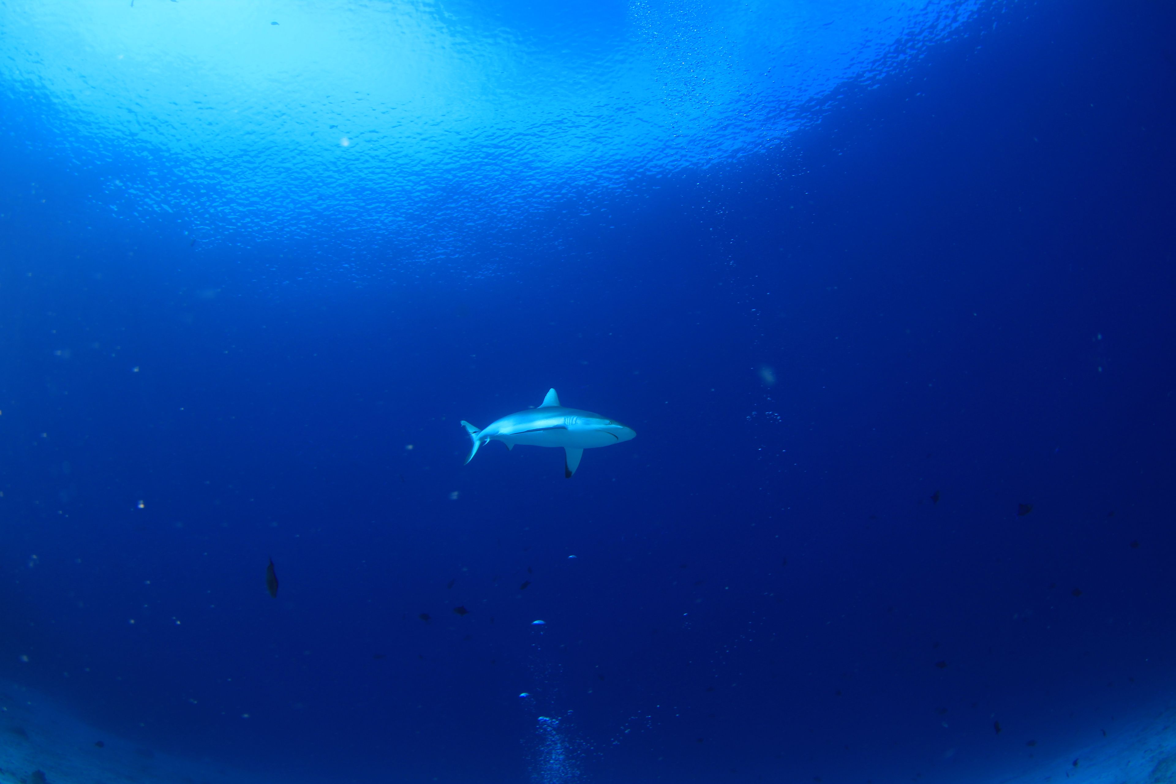 A shark swimming in the ocean.