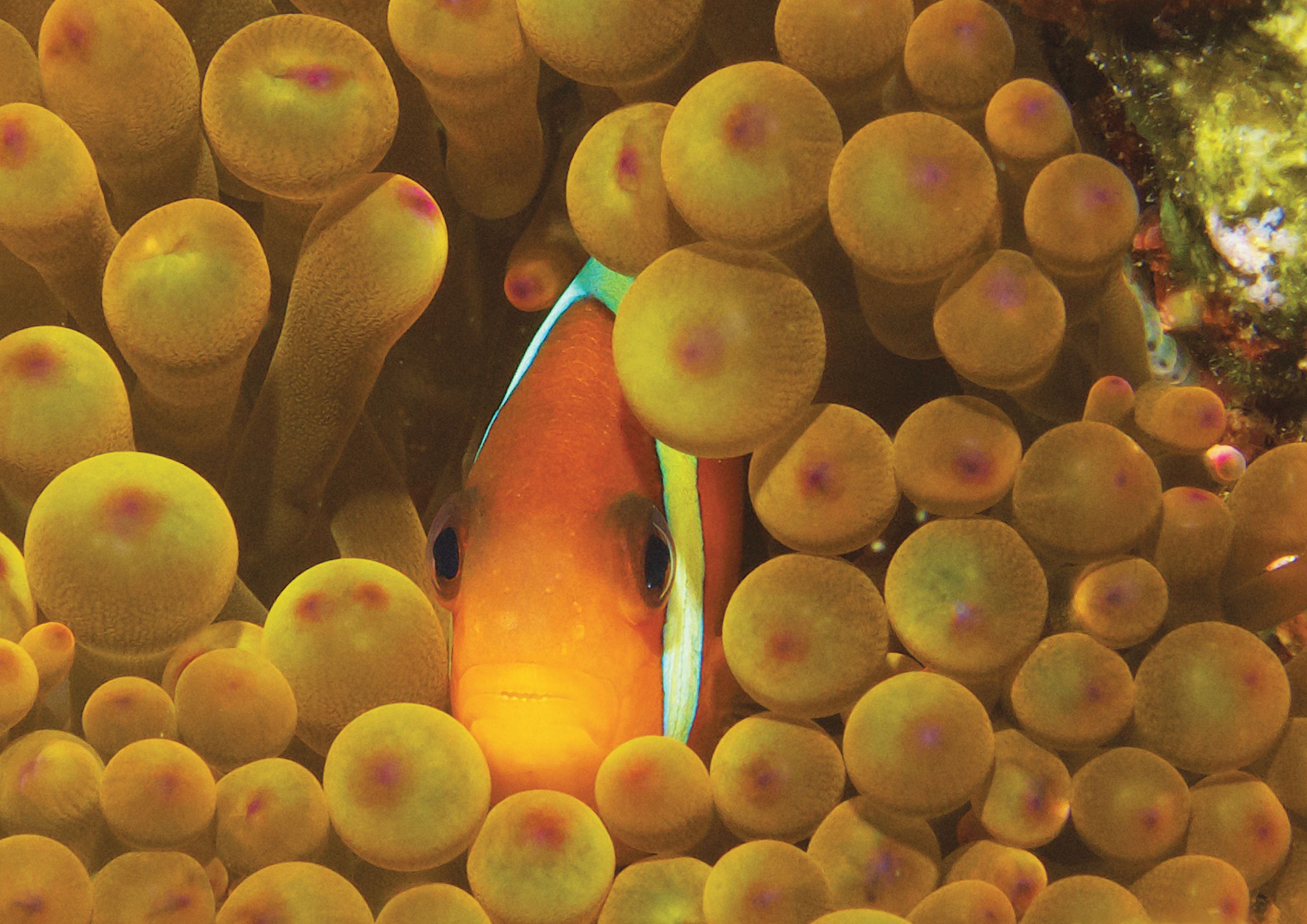 A fish with a distinctive orange and black pattern, surrounded by numerous small, round, yellowish objects.