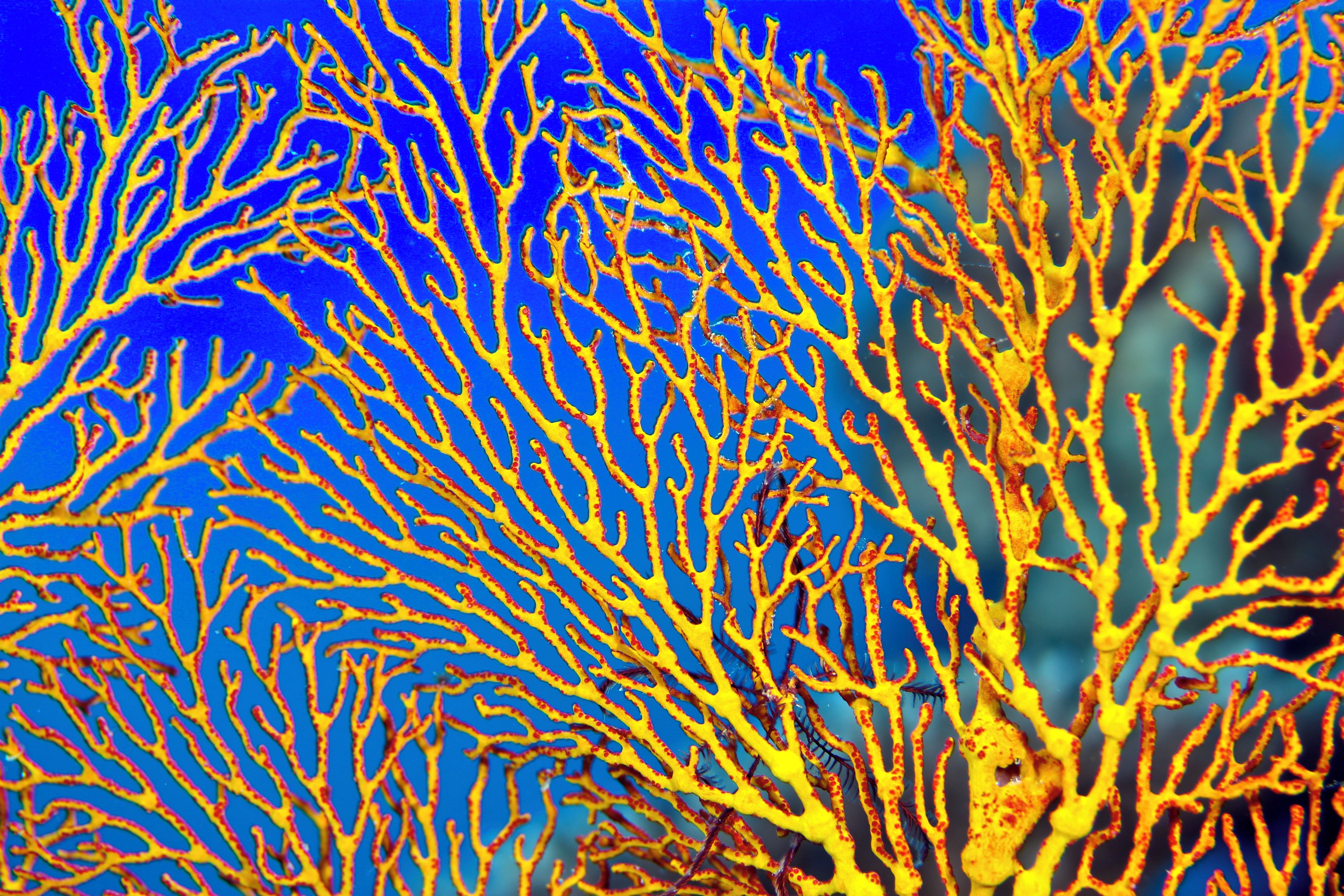 Primer plano de ramas de coral sobre un fondo azul.