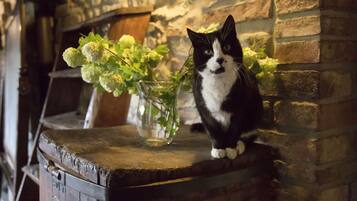 Eine schwarz-weiße Katze sitzt auf einer Holzfläche, im Hintergrund steht eine Vase mit Grünpflanzen.