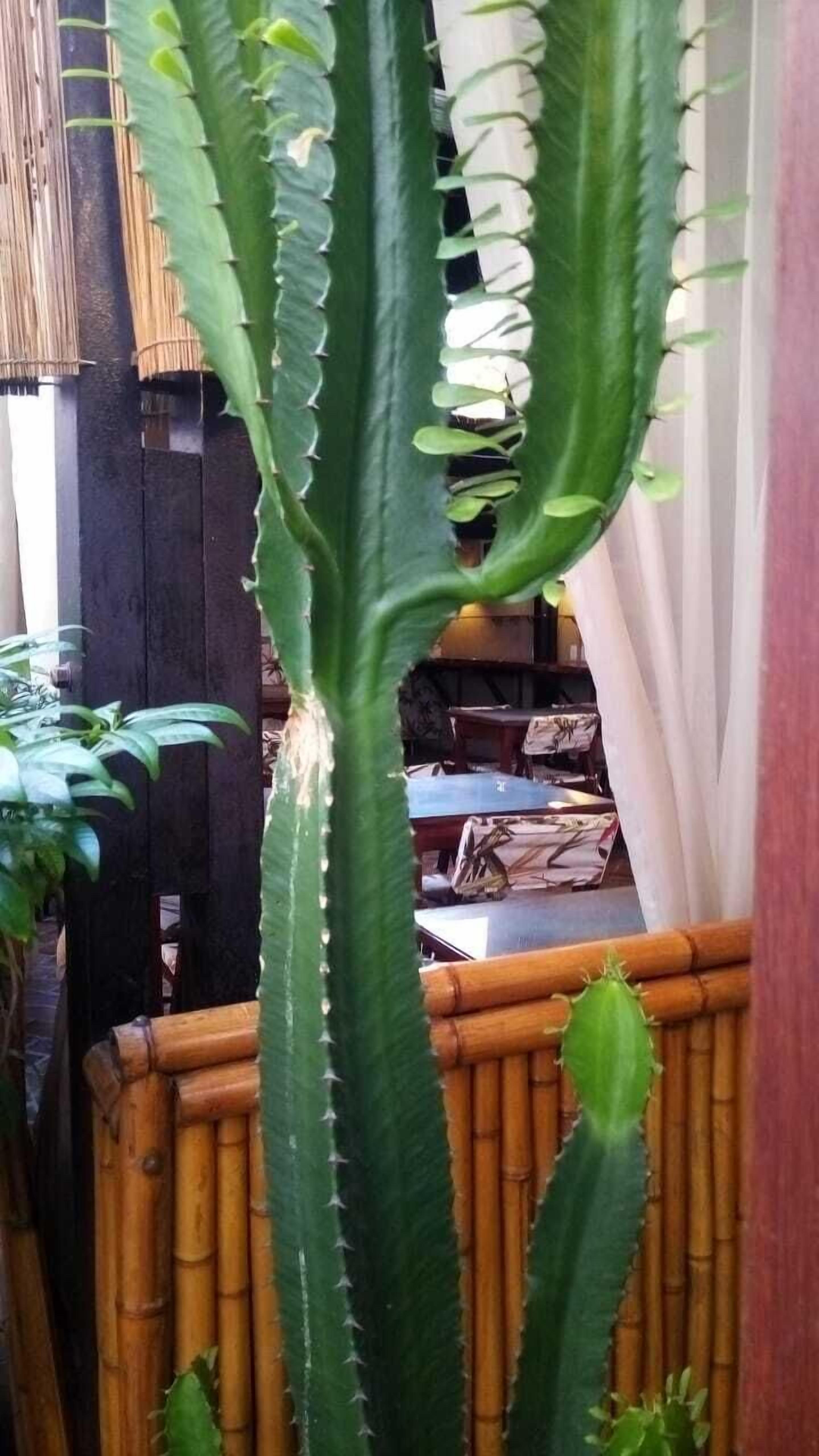 Foto - Pousada Aquarela Do Brasil