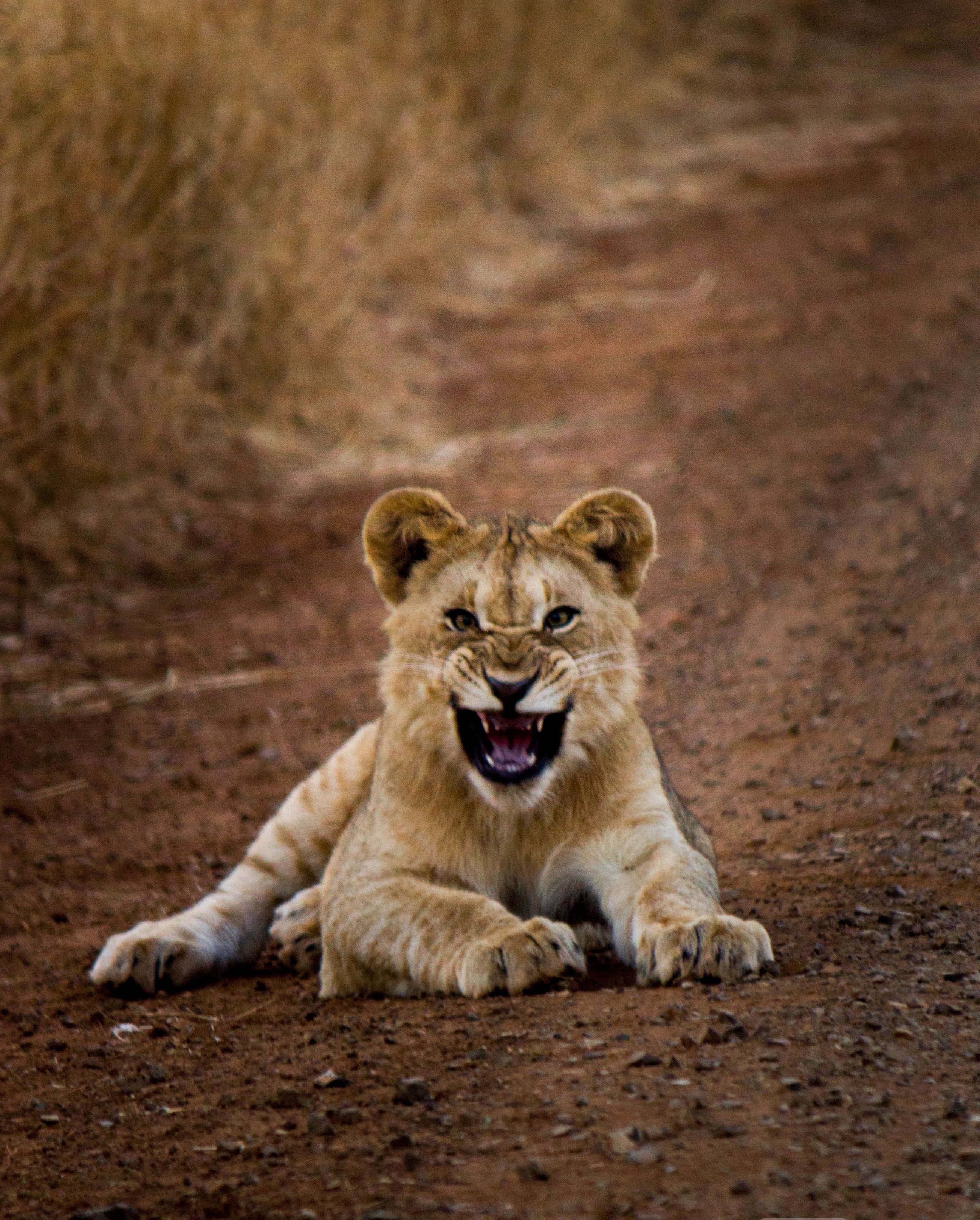 Un cachorro de león descansando sobre un sendero de tierra con pasto seco al fondo.