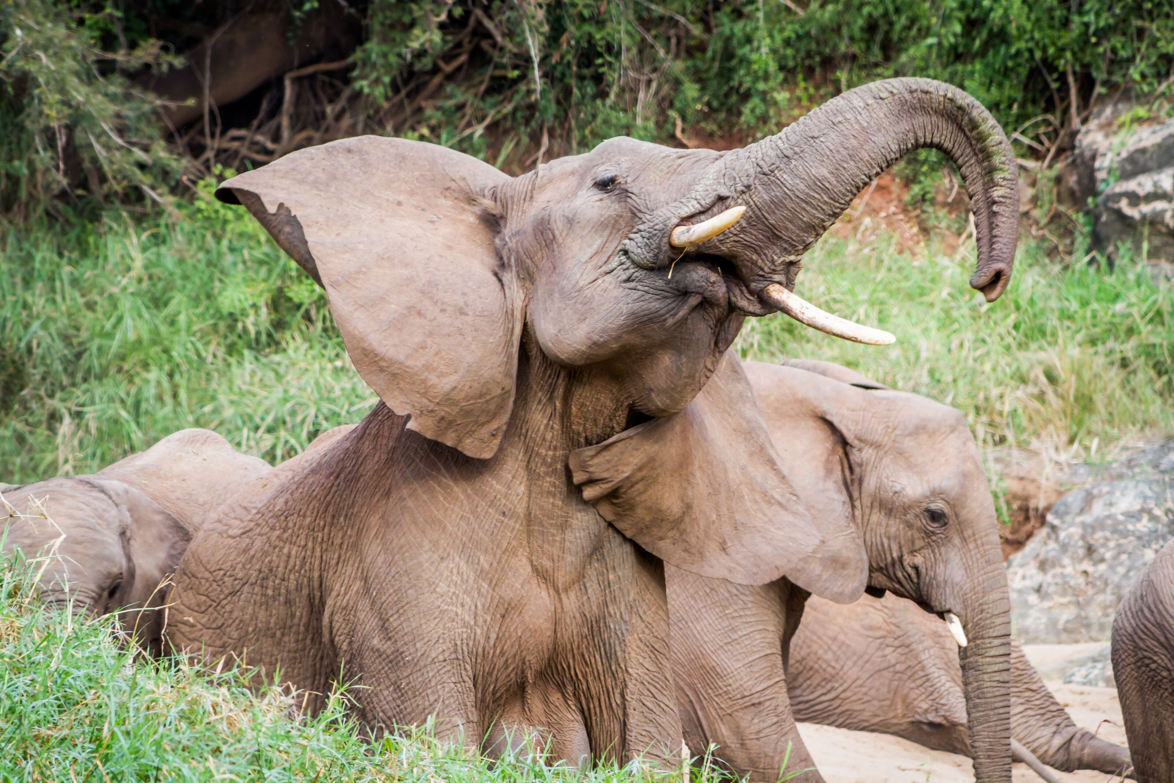 Two elephants resting in a grassy area with trees in the background.