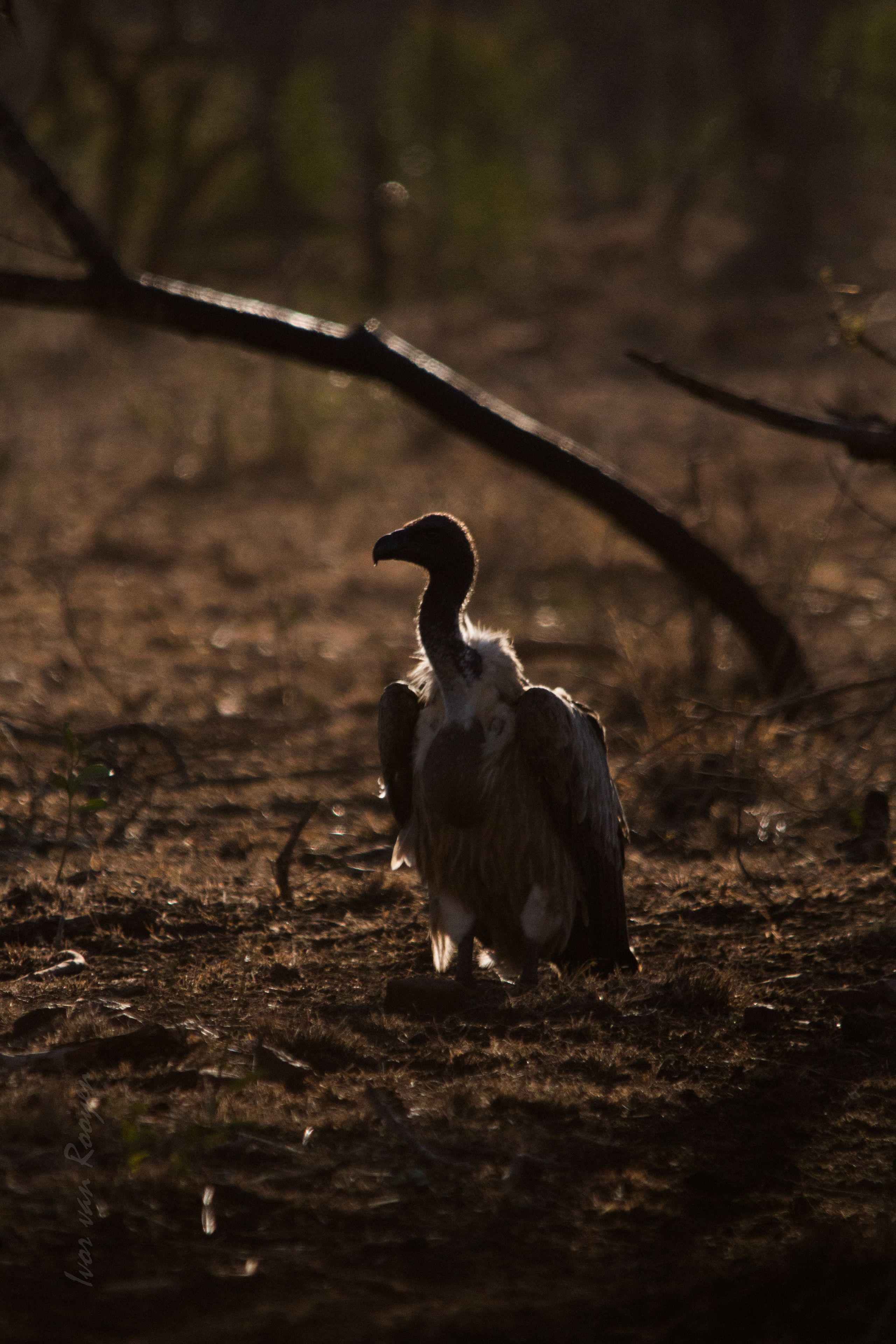 A bird standing on the ground.