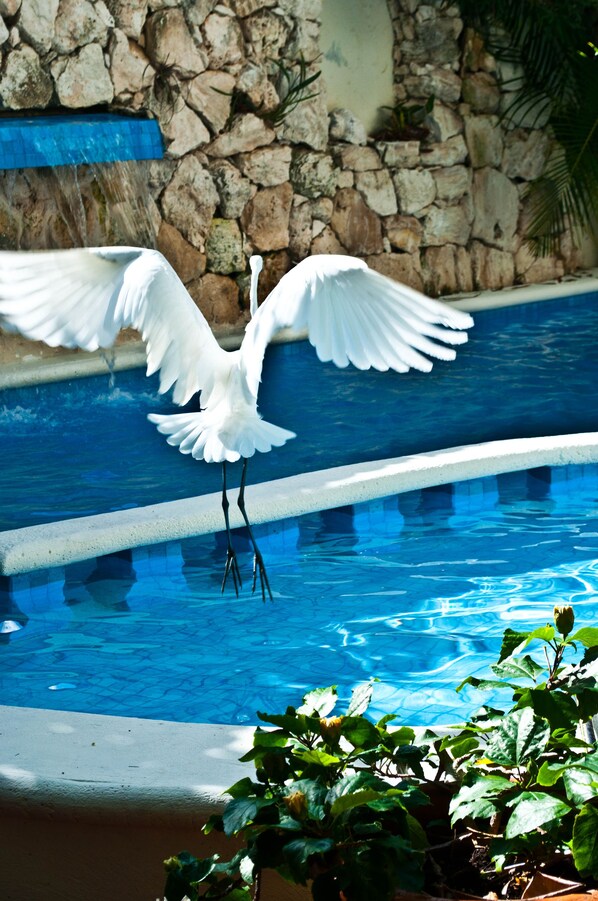 Outdoor pool - Hotel el Moro (Puerto Morelos)