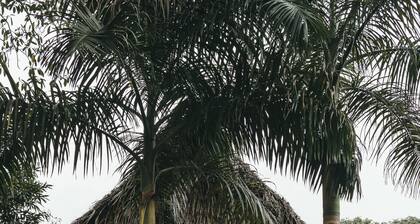 Bocawina Rainforest Resort & Adventures