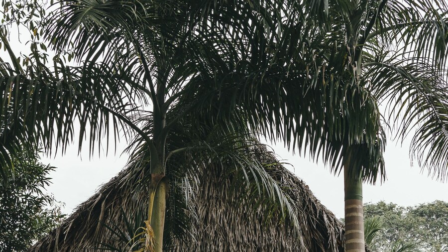 Bocawina Rainforest Resort & Adventures