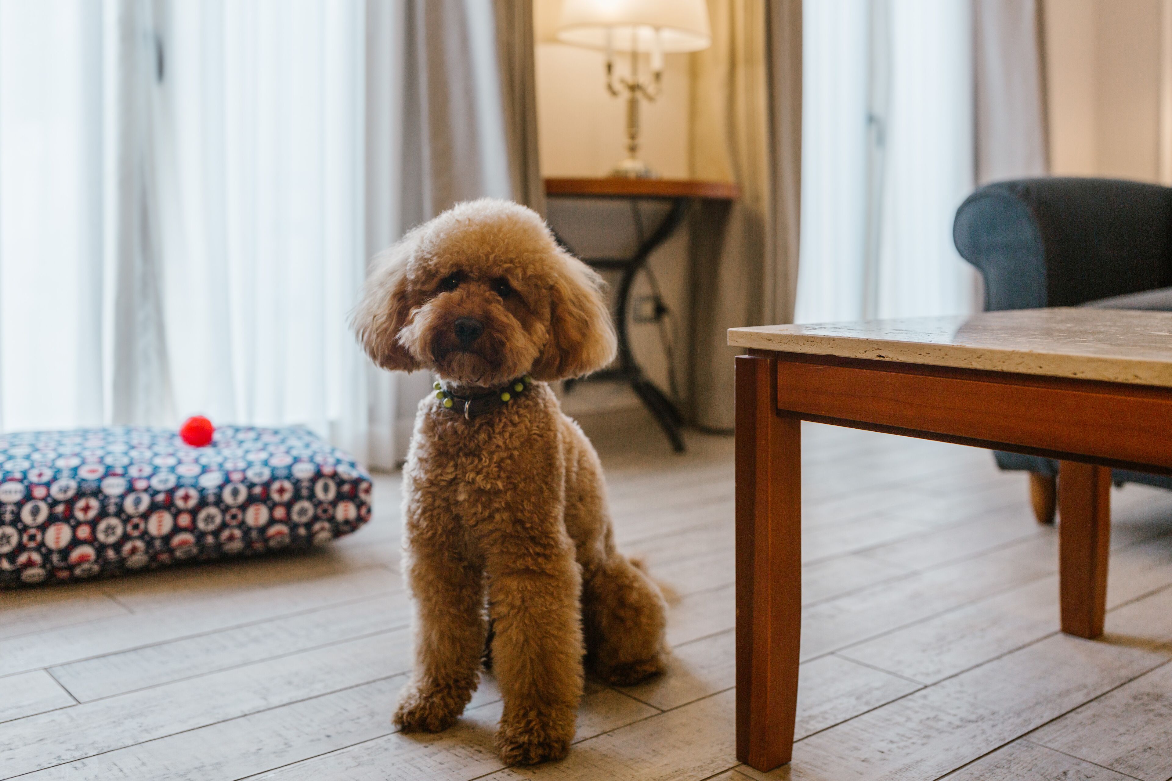 junior suite (garden) | minibar, in-room safe, desk, blackout curtains