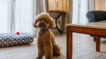 Un cane piccolo con il pelo riccio seduto su un pavimento in legno, in una stanza con un tavolo e una lampada sullo sfondo.
