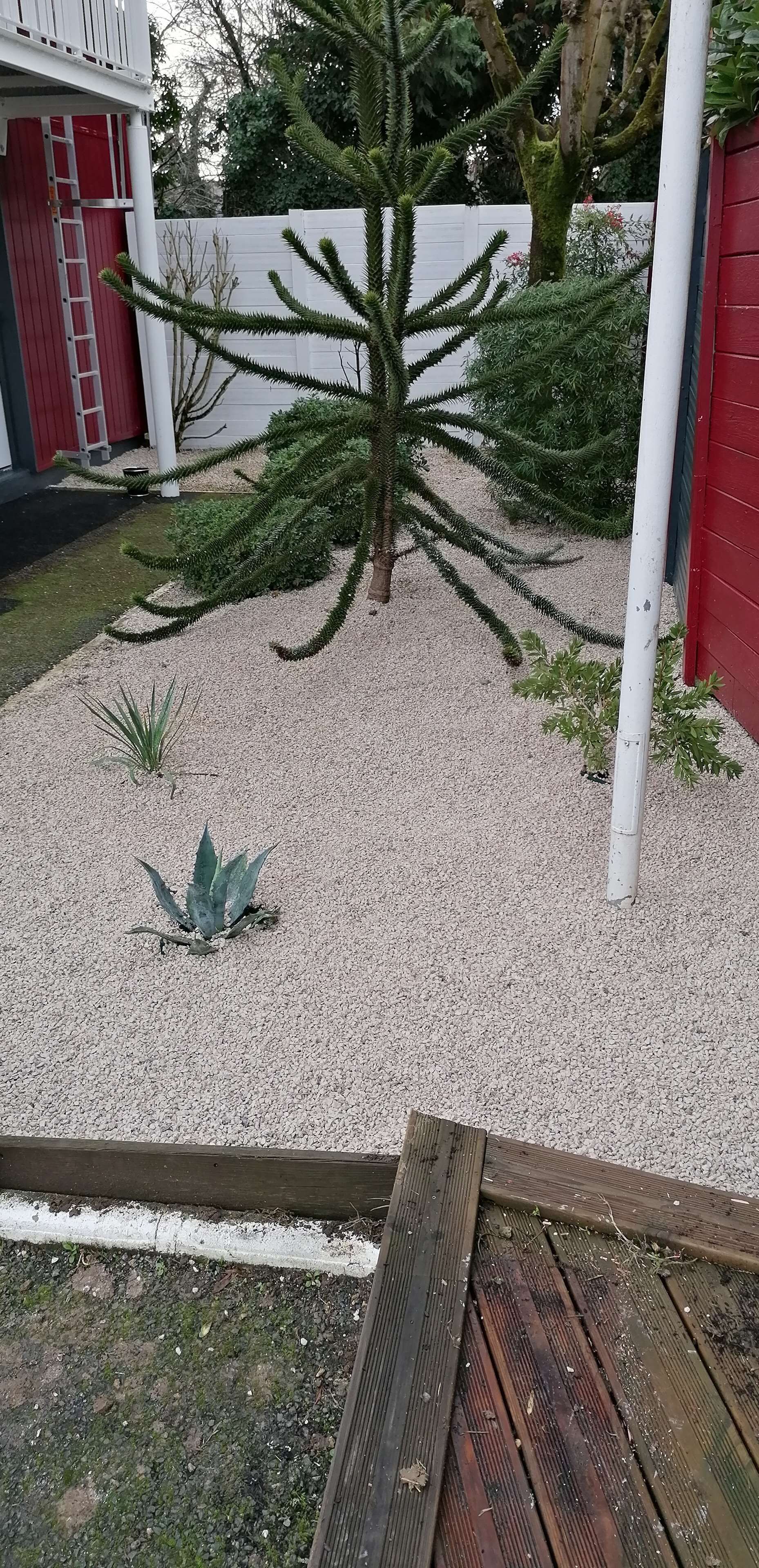 Un jardín con un árbol grande, una planta pequeña y una terraza de madera.