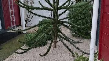 Un jardín con un árbol grande, una planta pequeña y una terraza de madera.