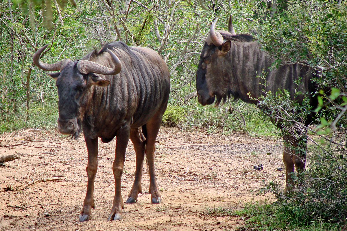 Two large, dark-furred animals with prominent horns in a natural, wooded setting.