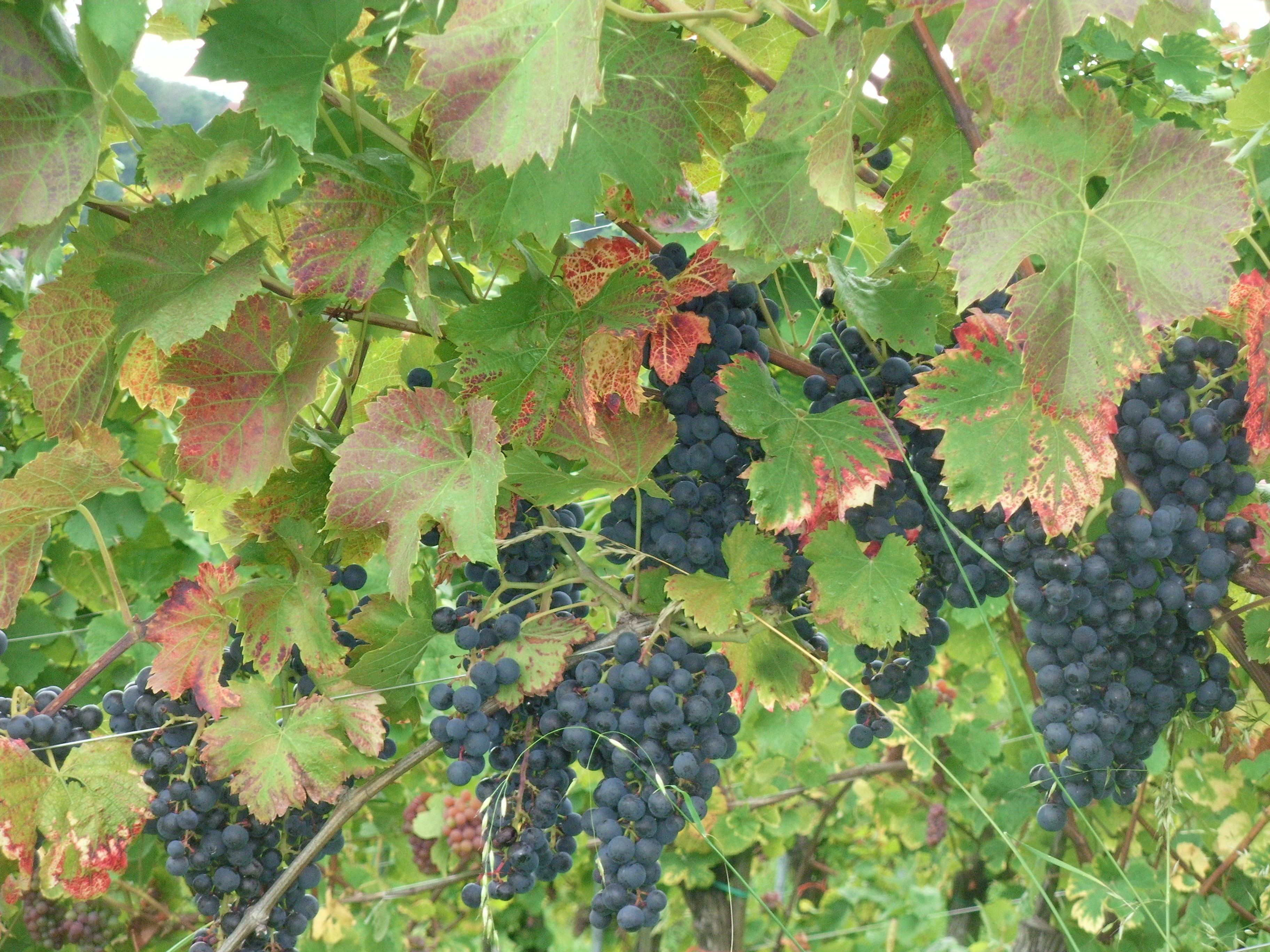 Viñedo con racimos de uvas oscuras colgando de las vides.