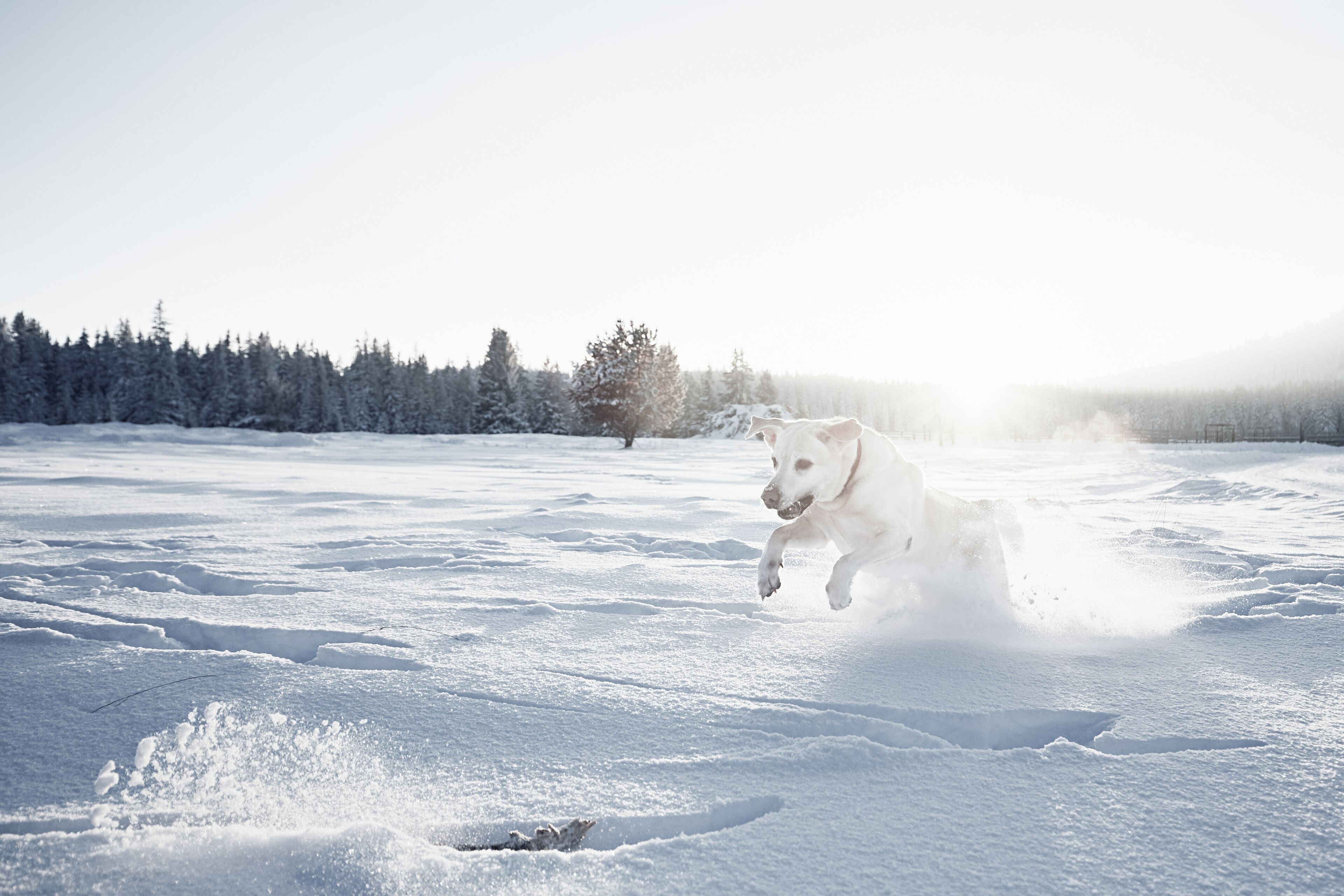 Un perro corriendo sobre suelo cubierto de nieve.