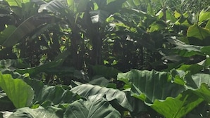 Un exuberante jardín tropical con hojas verdes grandes y abundante vegetación.