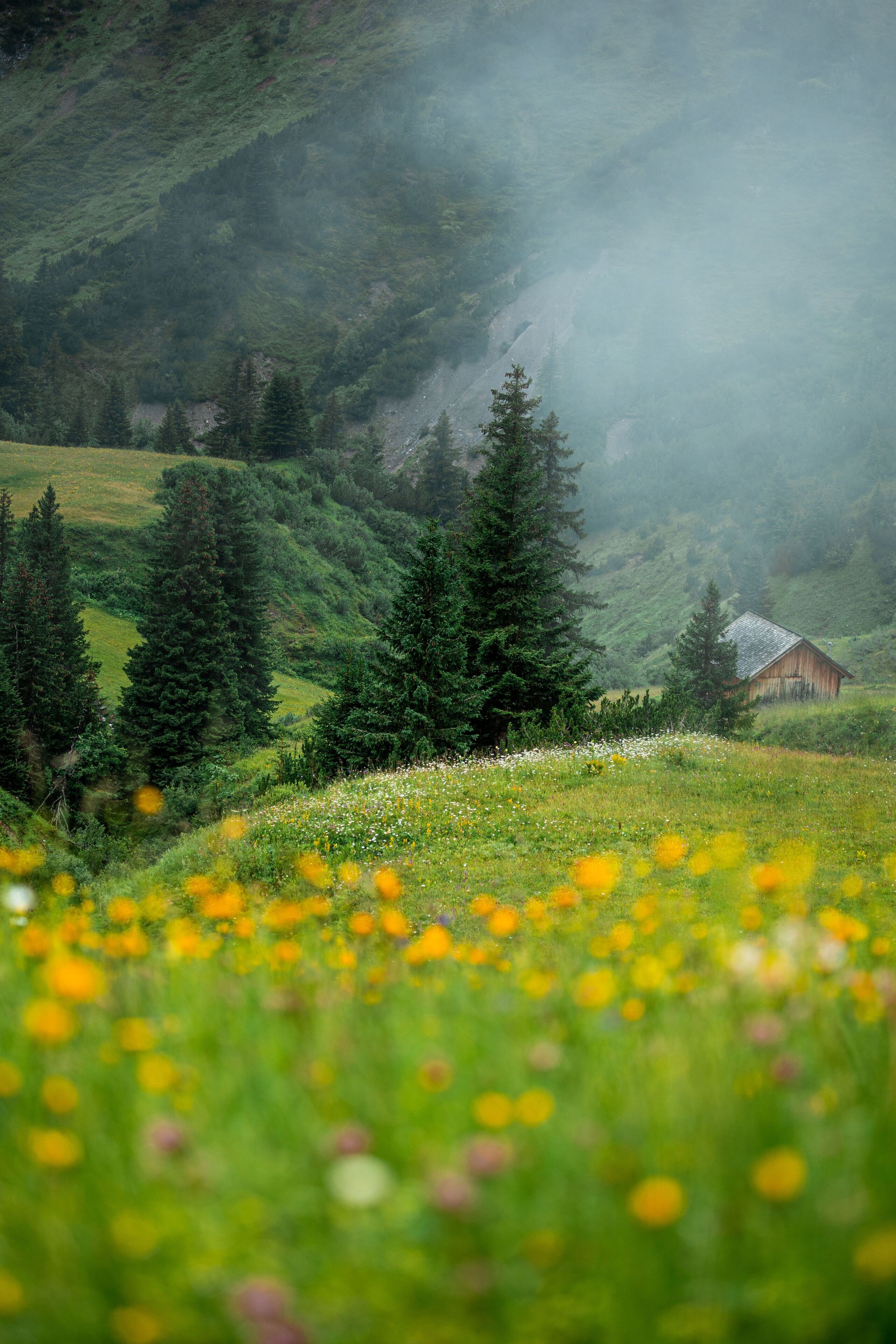 A rural landscape with a wooden cabin, green hills, and a field of yellow flowers.