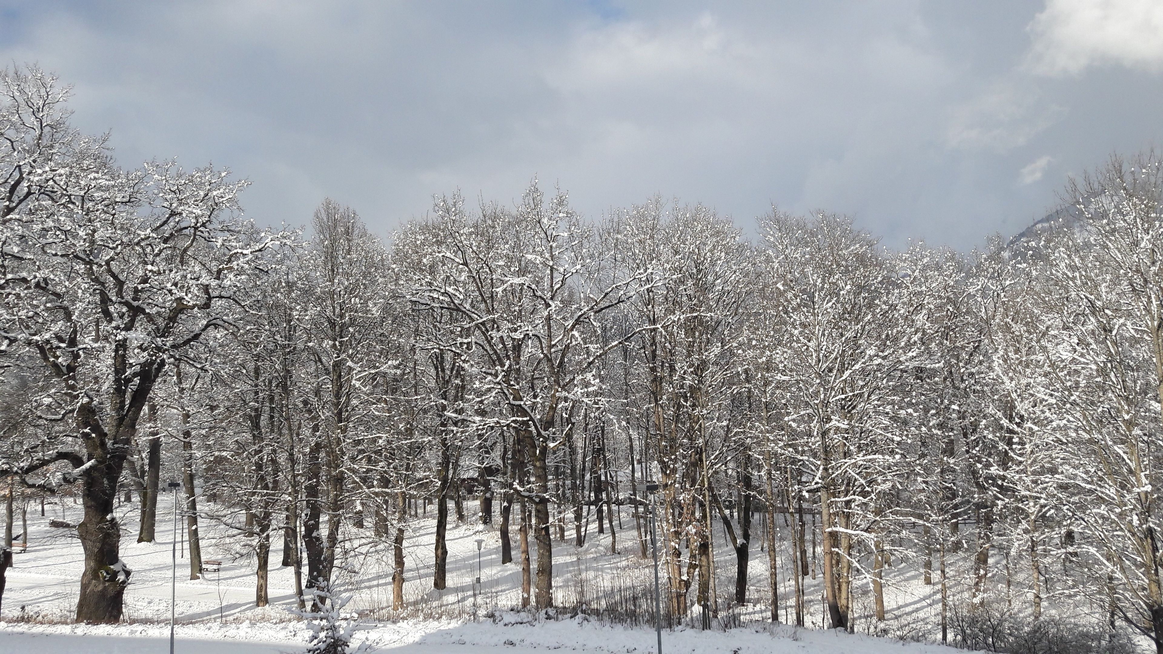 A snowy landscape with trees and a bench.