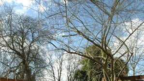 A wooden deck with steps leading to a seating area, surrounded by a wooden fence and trees. - Homestay Hotel (Hounslow)