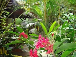 Garden - Pousada Guapuruvu (Ilha Grande)