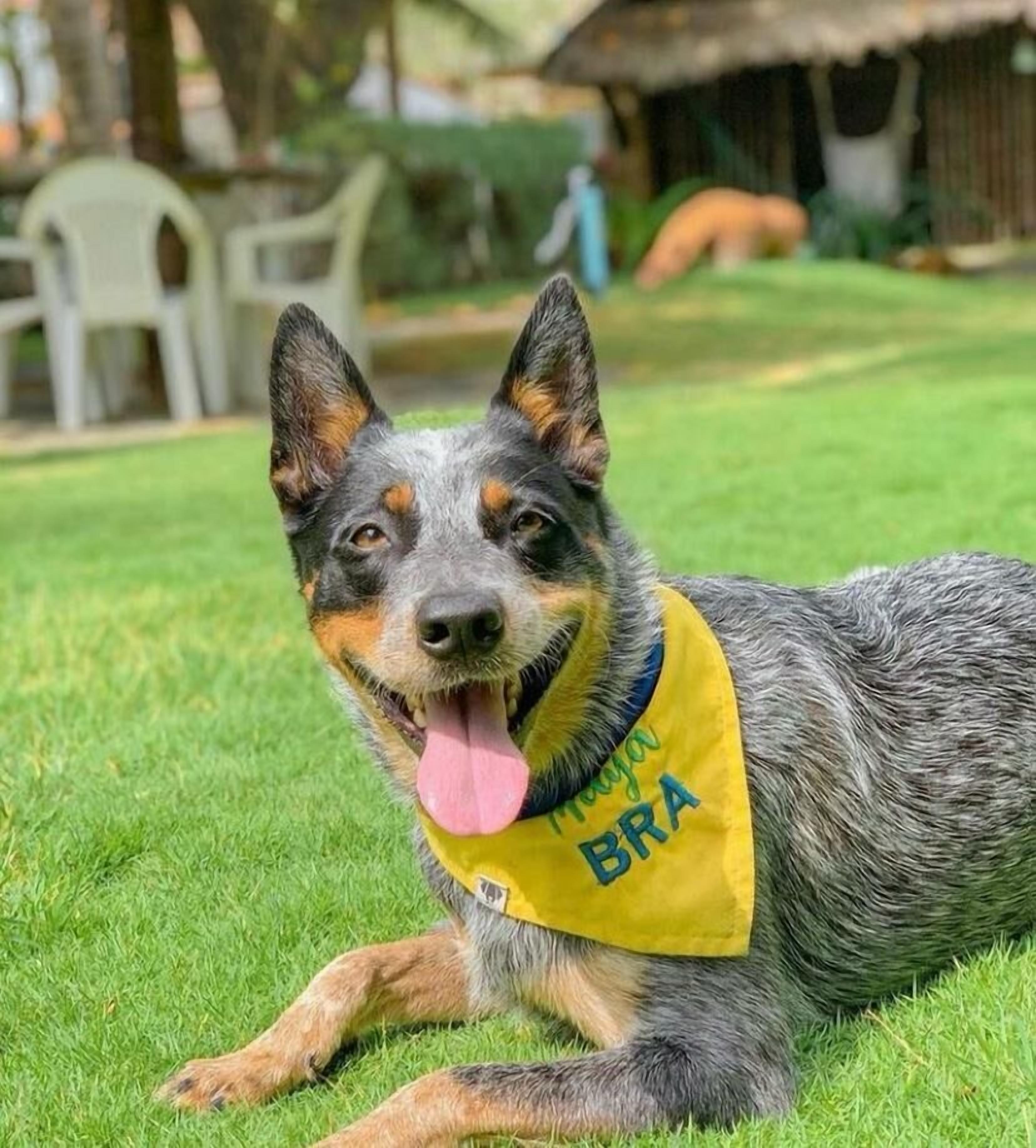 Foto - Pousada dos Coqueiros