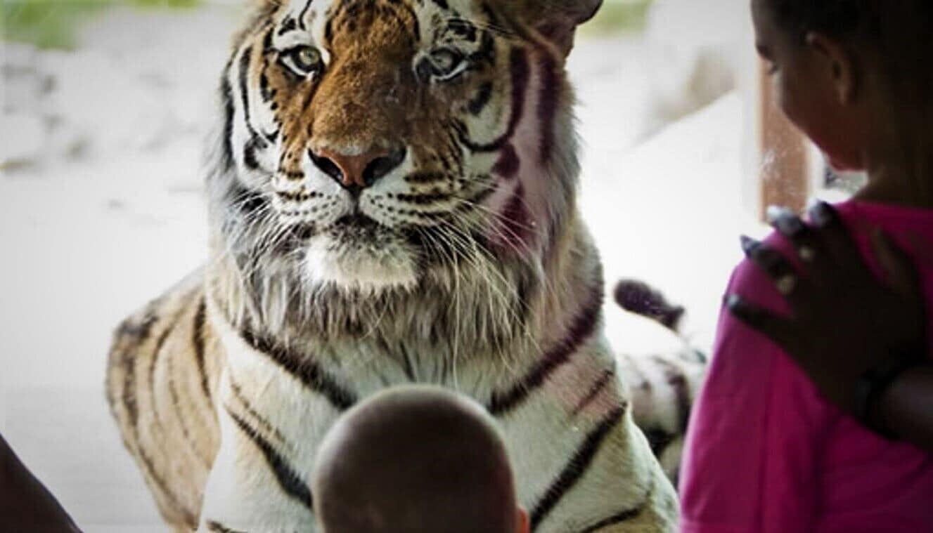 Ein Tiger in einer Gehegeanlage im Zoo, in der Nähe eine Person in pinkfarbenen Kleidungsstücken.
