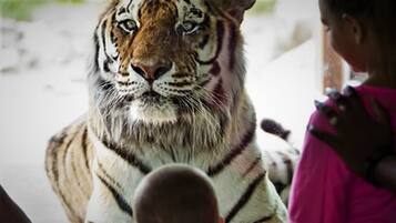 Ein Tiger in einer Gehegeanlage im Zoo, in der Nähe eine Person in pinkfarbenen Kleidungsstücken.