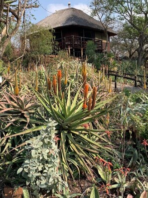 Garden - Shayamoya Tiger Fishing and Game Lodge (Pongola)