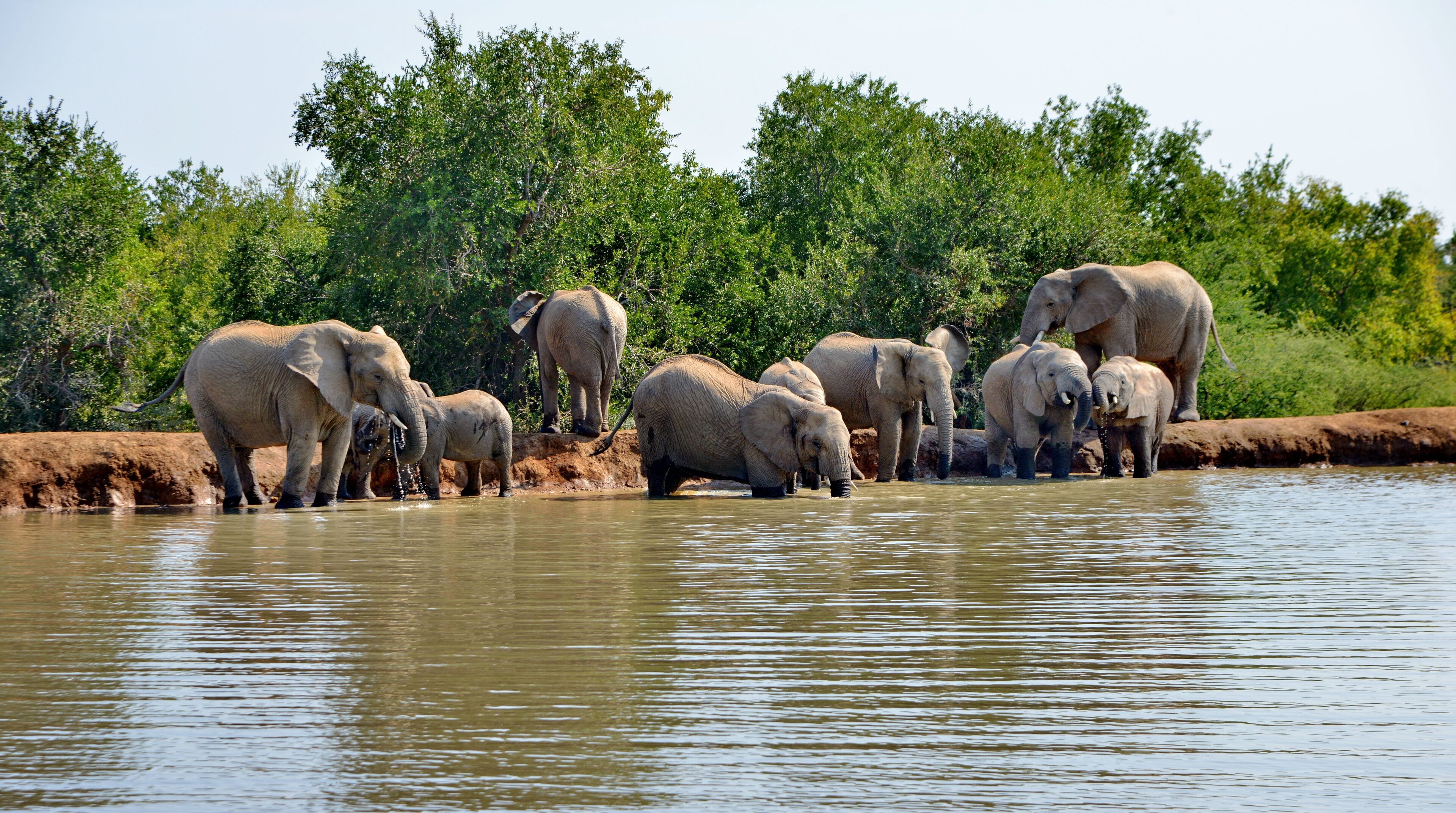 A group of elephants by a water body with a natural backdrop of trees.