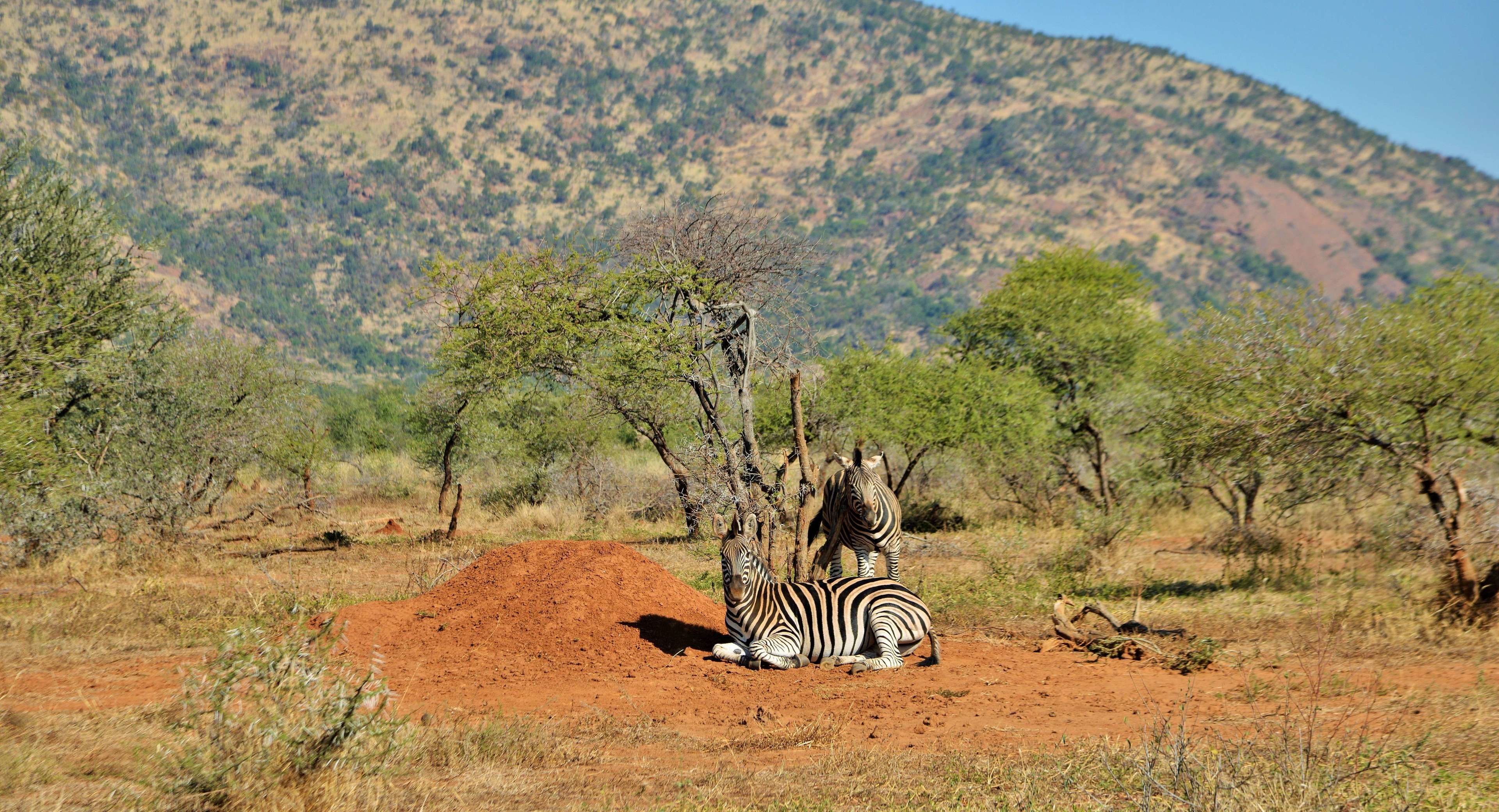 A zebra resting on a mound of red earth with a mountain in the background.