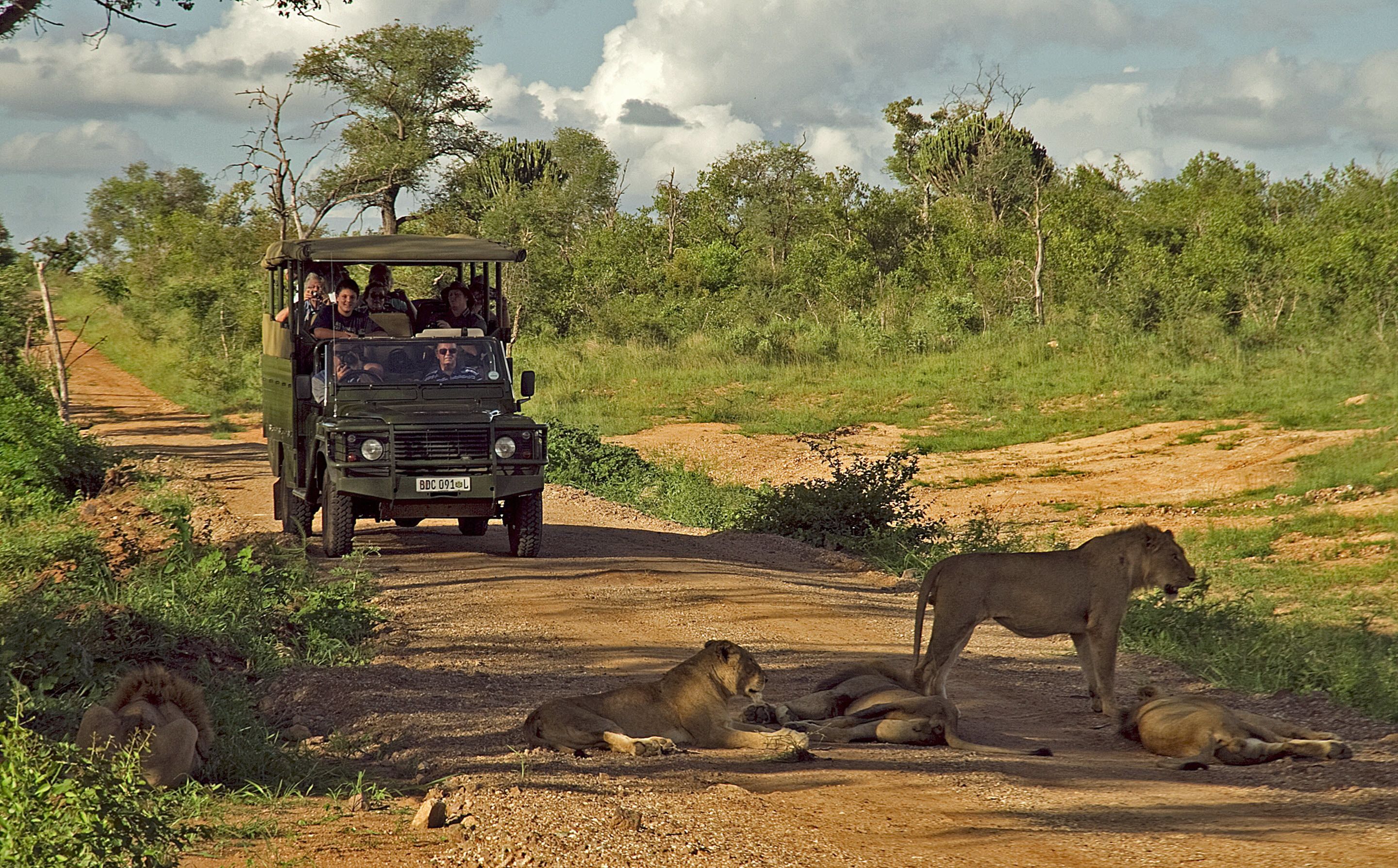 A safari vehicle on a dirt road with lions lying on the ground.