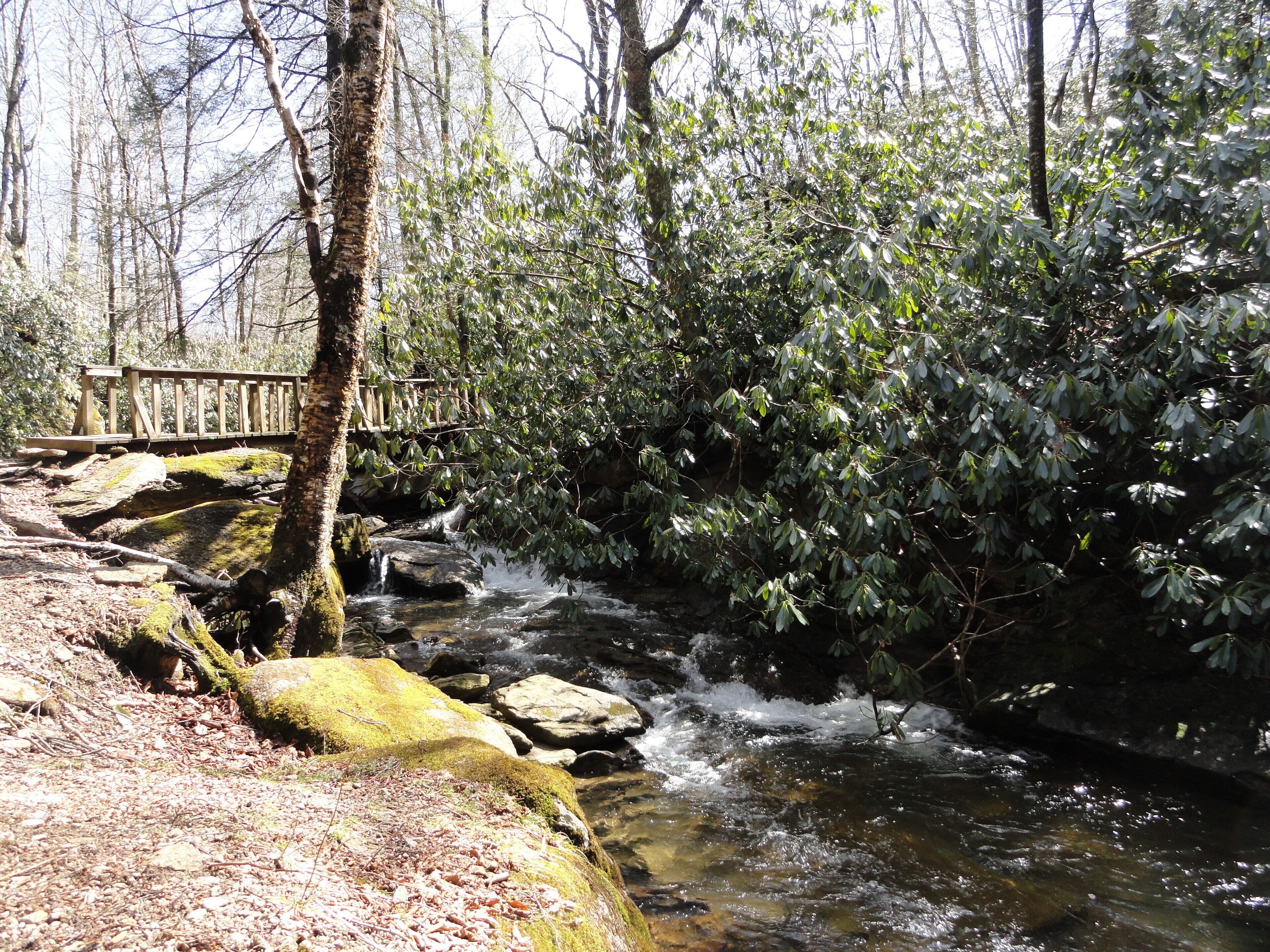 A forested area with a small stream and a wooden bridge.