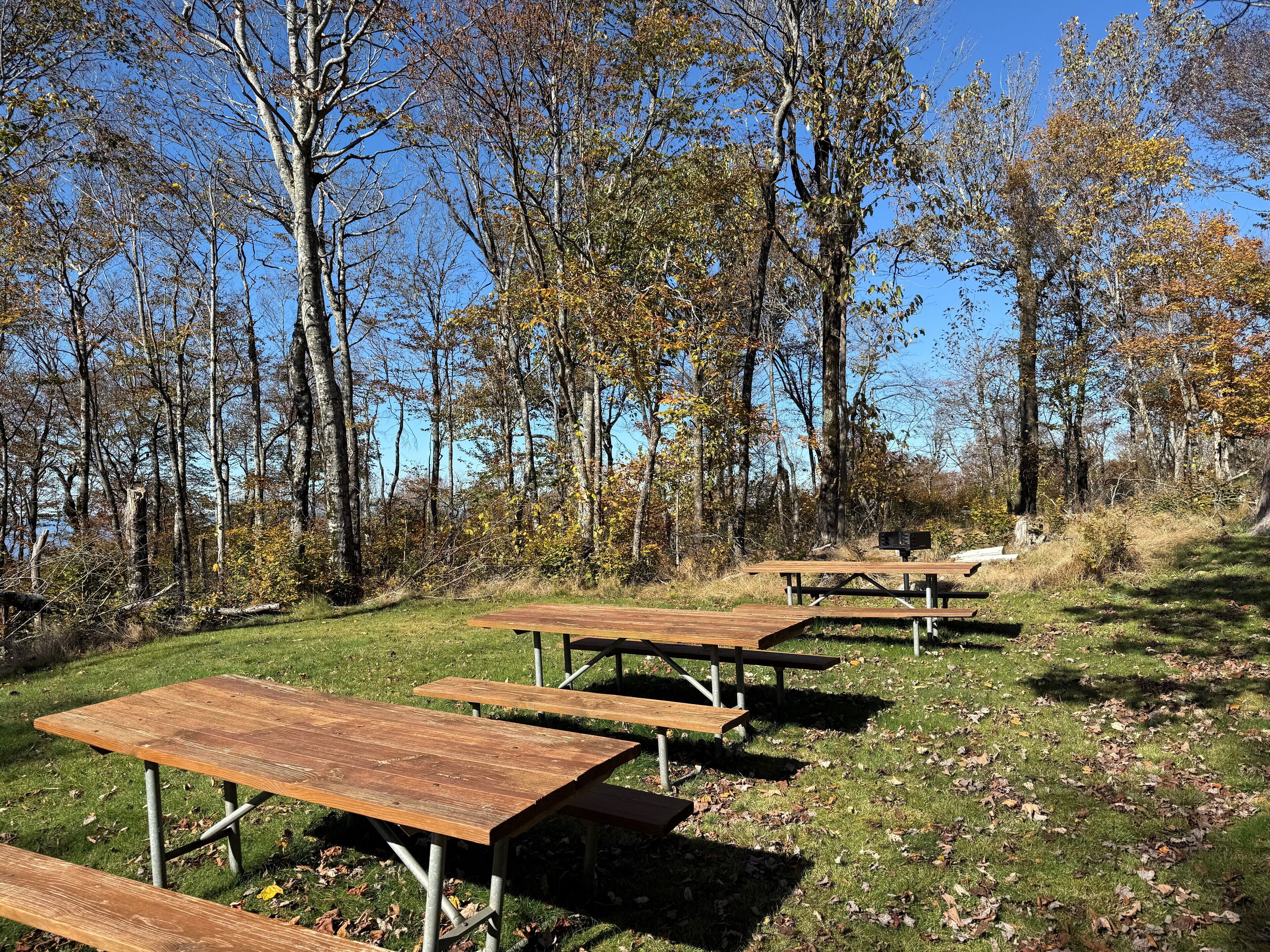 A picnic area with wooden benches and picnic tables, surrounded by trees and grass.
