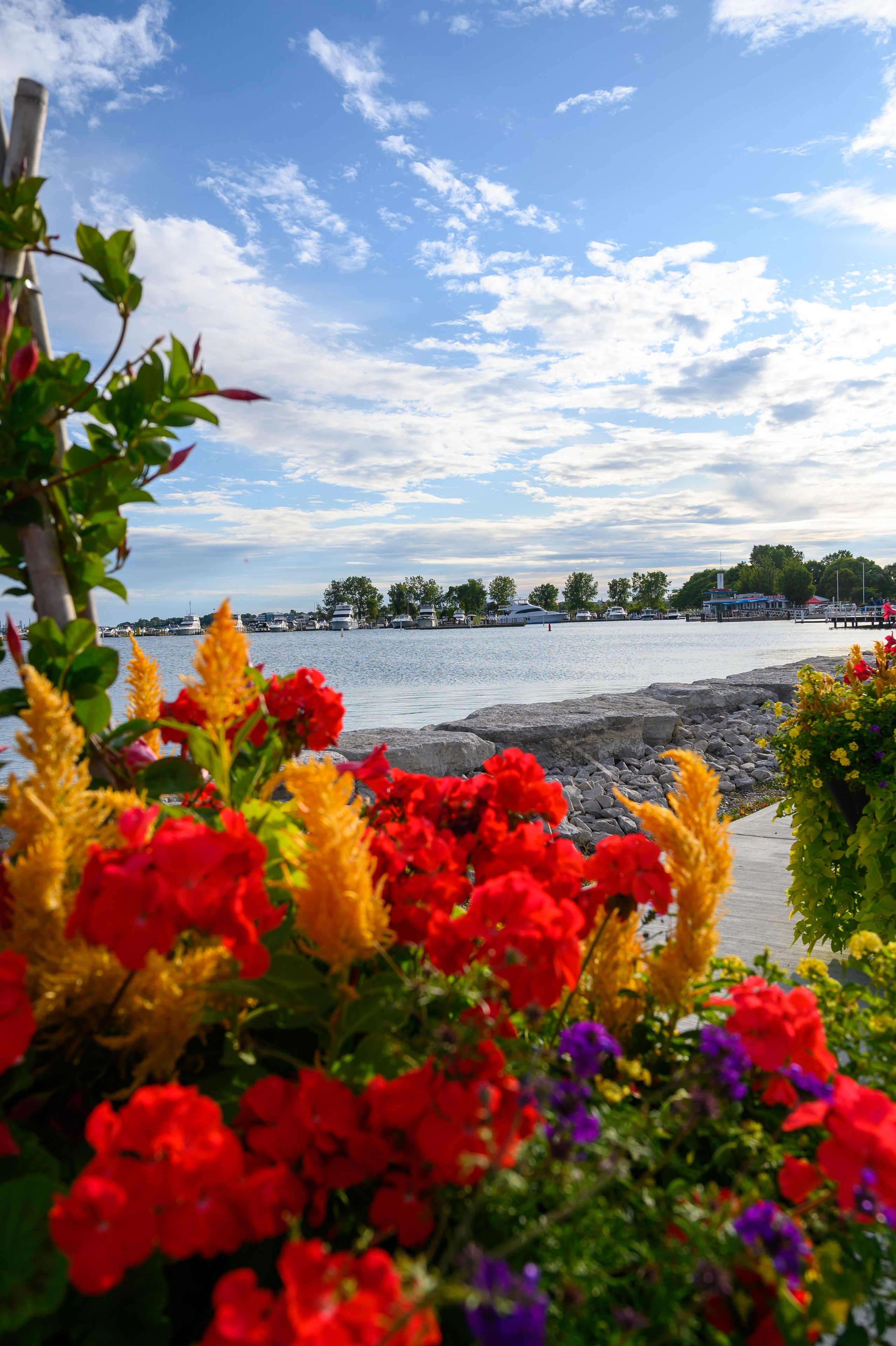 A waterfront view with colorful flowers in the foreground and a marina in the background.