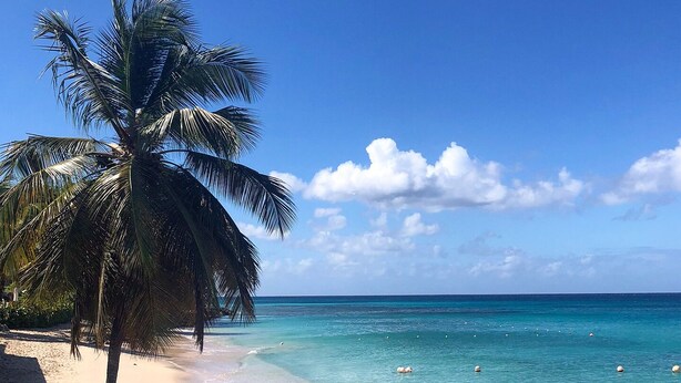 A beach with clear turquoise water, a palm tree, and a sandy shore. - Tropical Sunset Beach Apartment Hotel (Holetown)