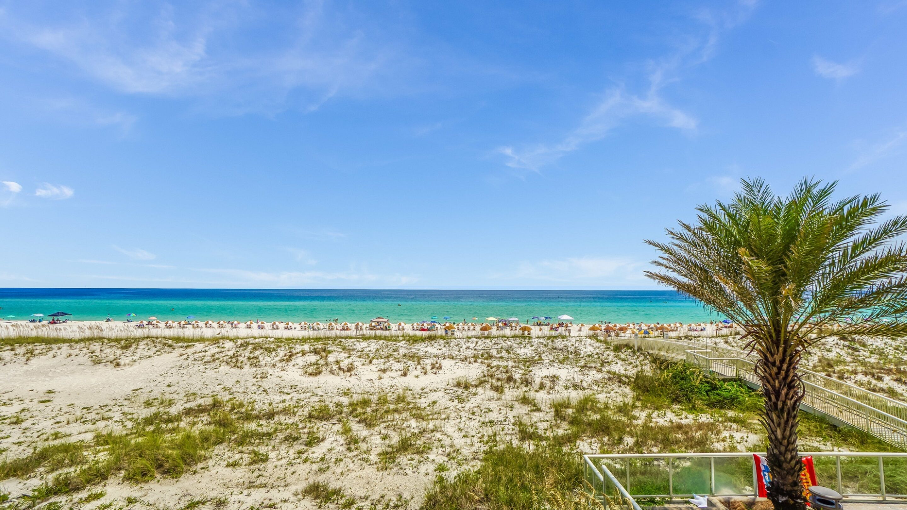 A beach with a palm tree, sandy shore, and a clear blue sky.