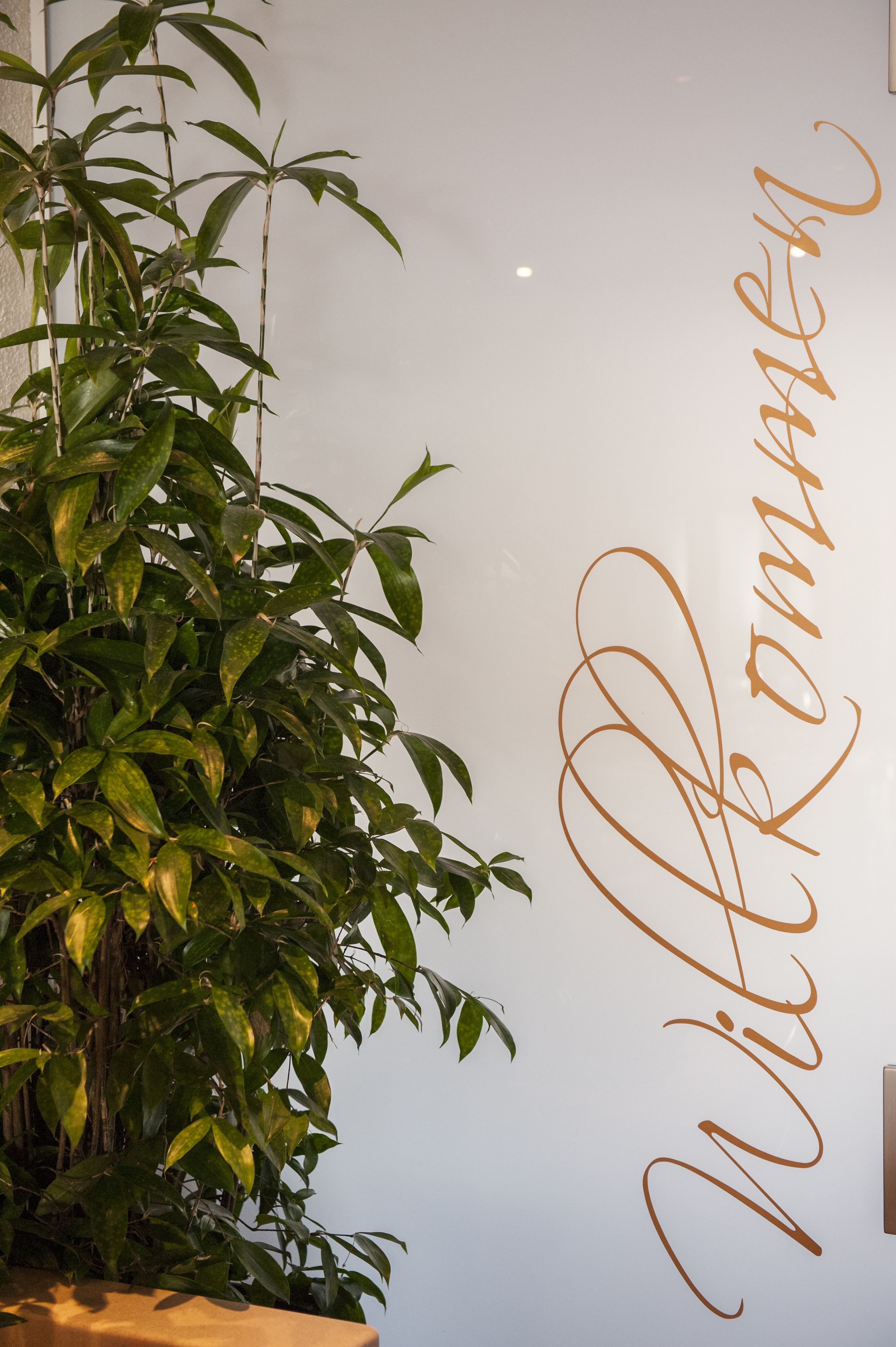 Ein Blumentopf mit grünen Blättern neben einer Wand, auf der das Wort 'Willkommen' in Schreibschrift steht.