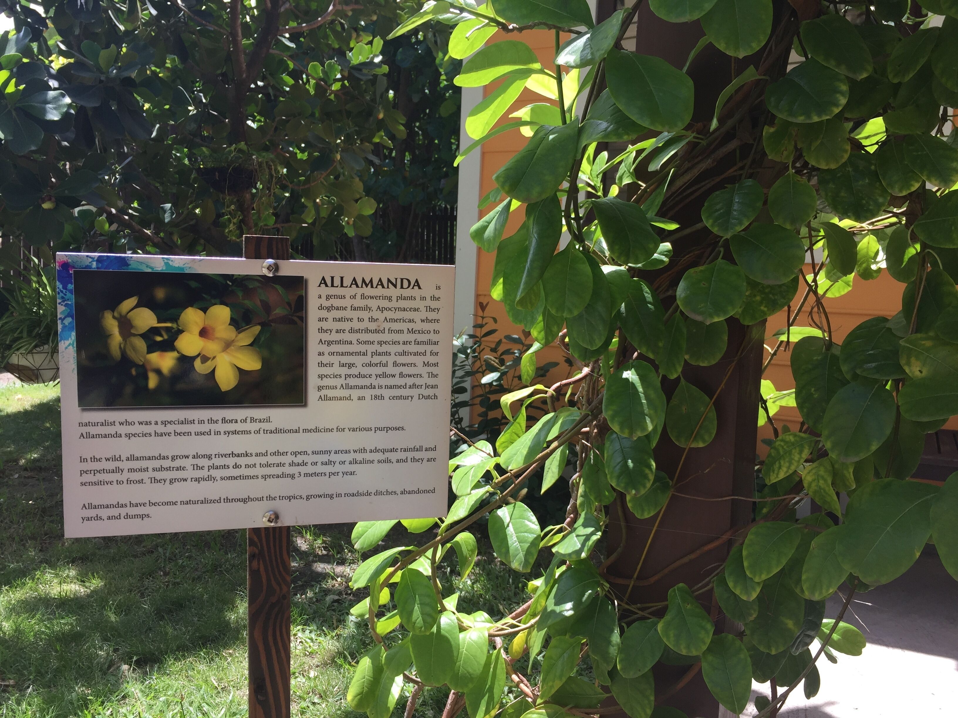 Schild über Allamanda-Pflanzen mit einem Foto gelber Blüten.